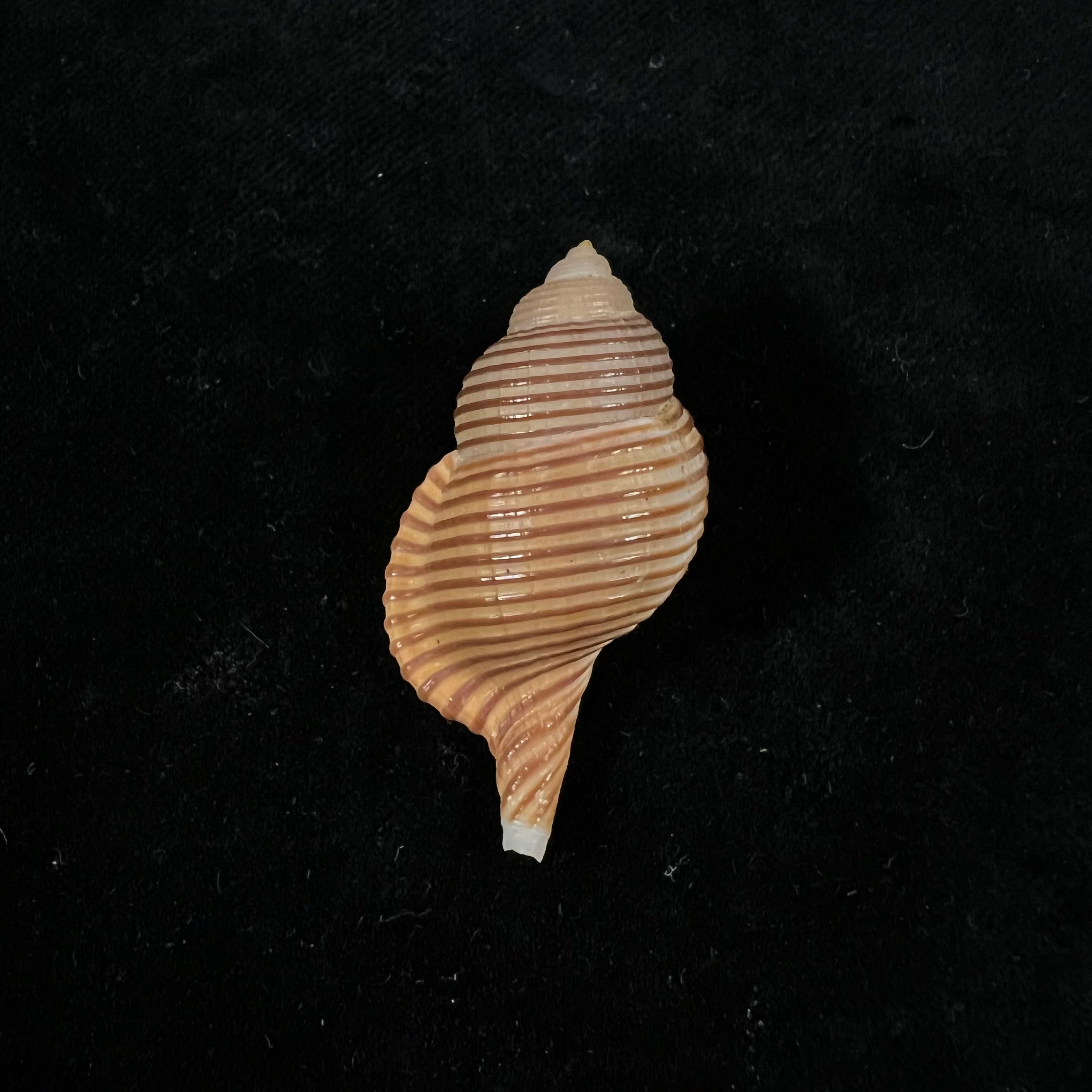 Gelagna succincta（林奈，1771） - 43,6mm