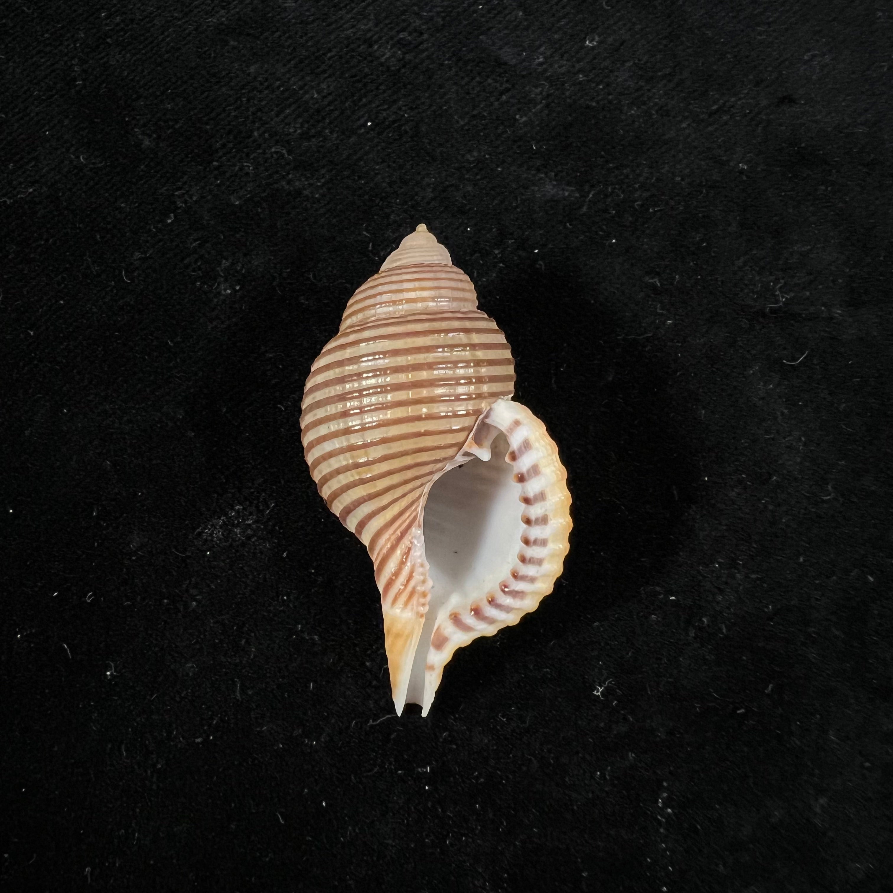 Gelagna succincta（林奈，1771） - 43,6mm