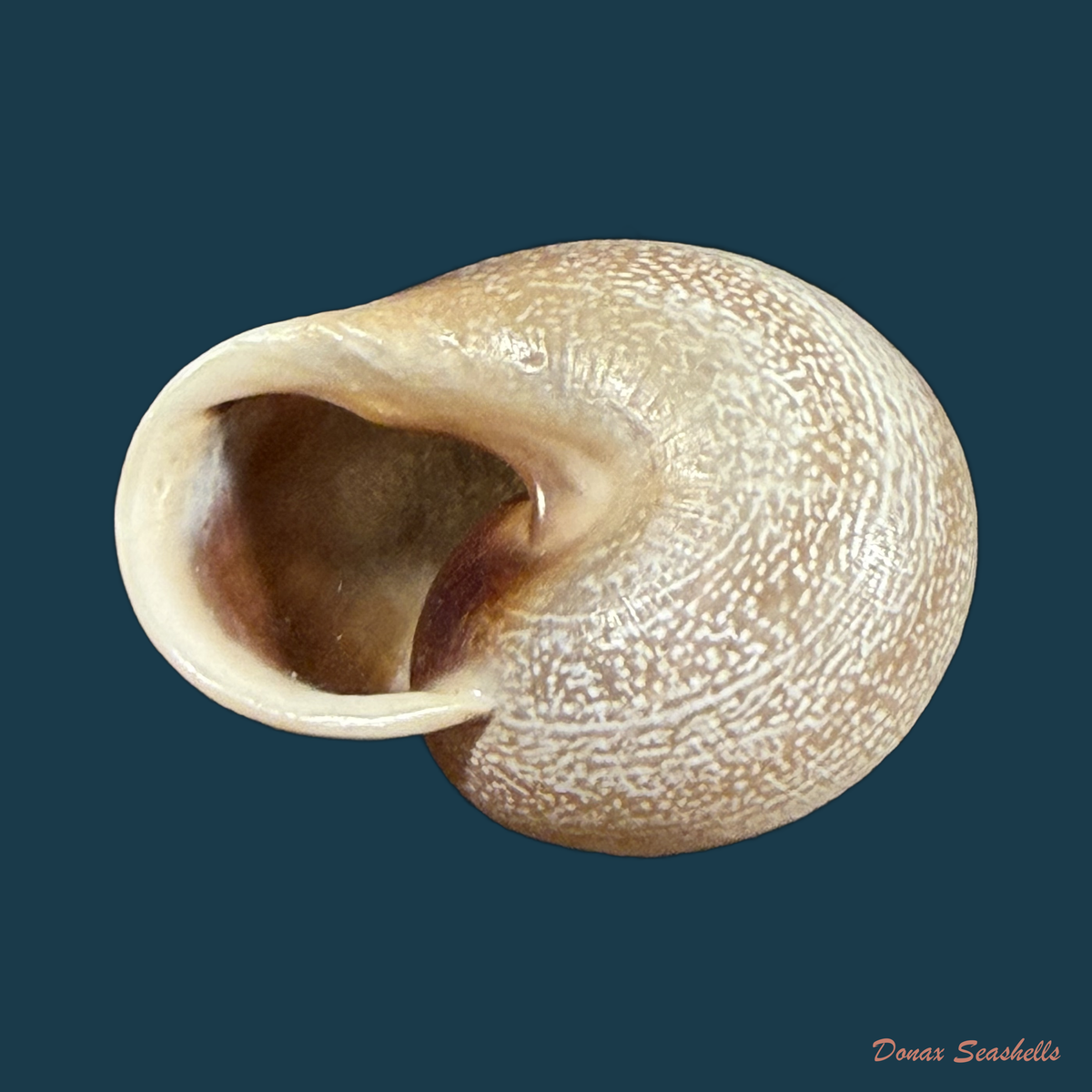 Otala punctata (O. F. Müller, 1774) - 30,4mm