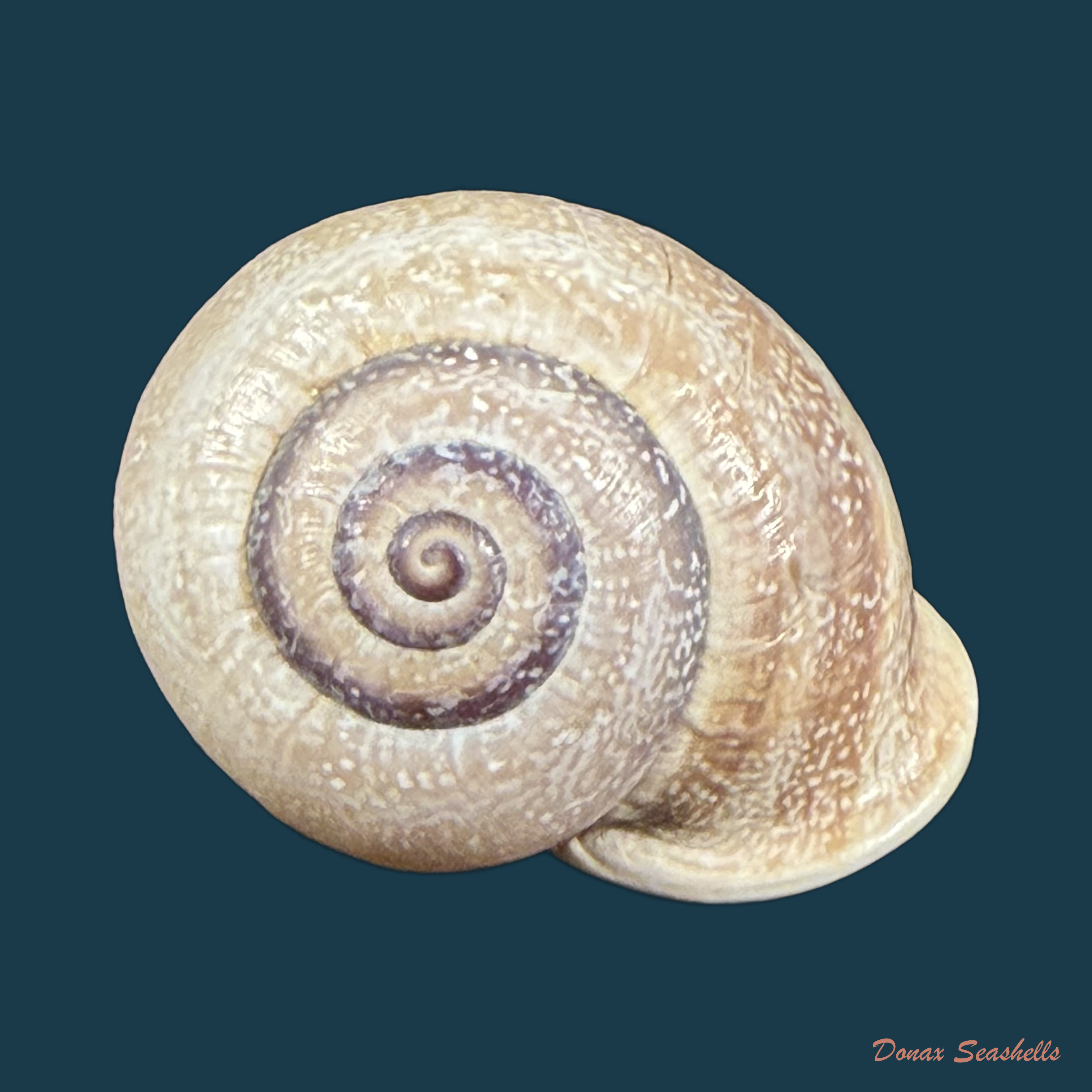 Otala punctata (O F Müller, 1774) - 30,4mm