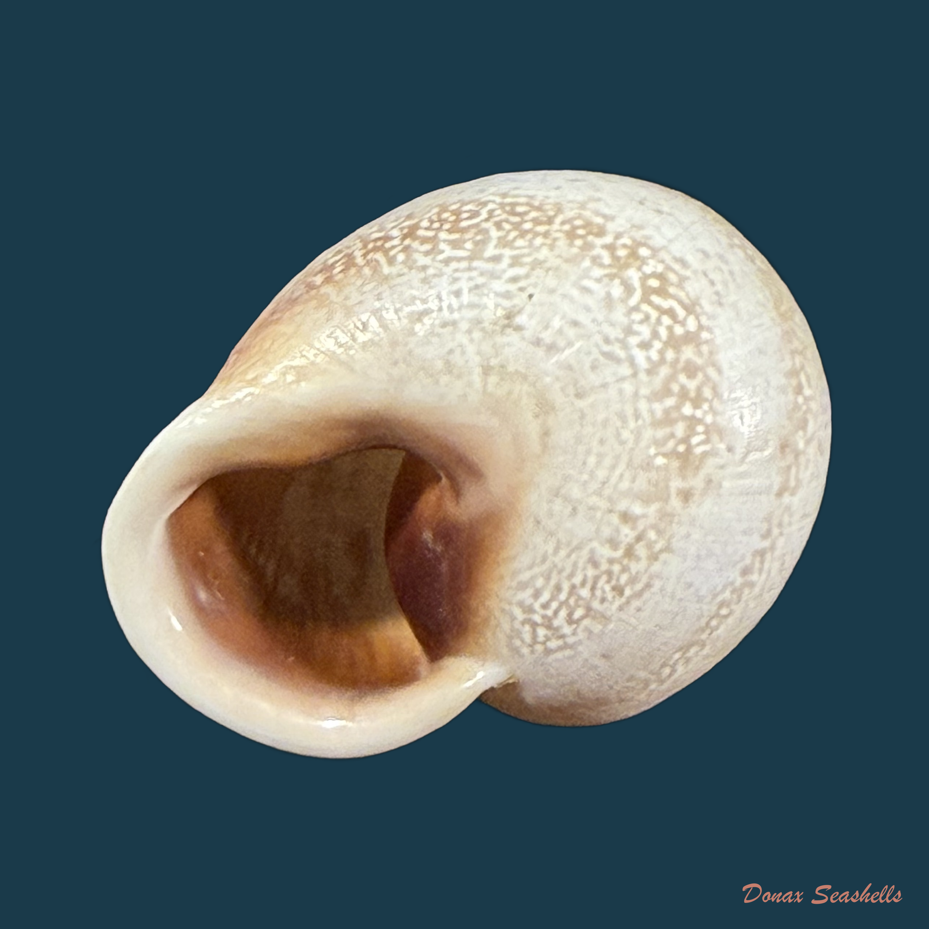 Otala punctata (O F Müller, 1774) - 30,4mm