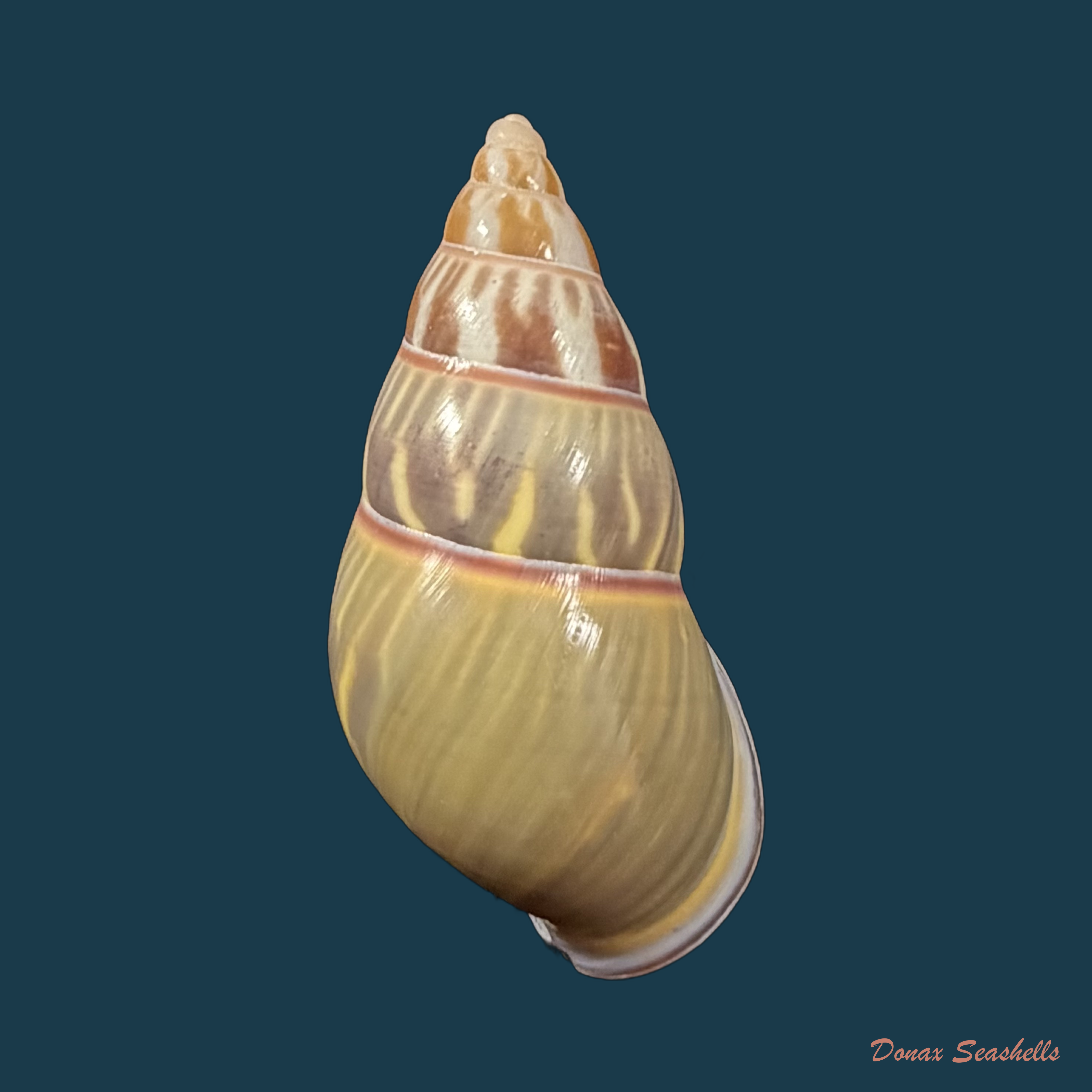 Amphidromus quadrasi Hidalgo, 1887 - 47,6mm
