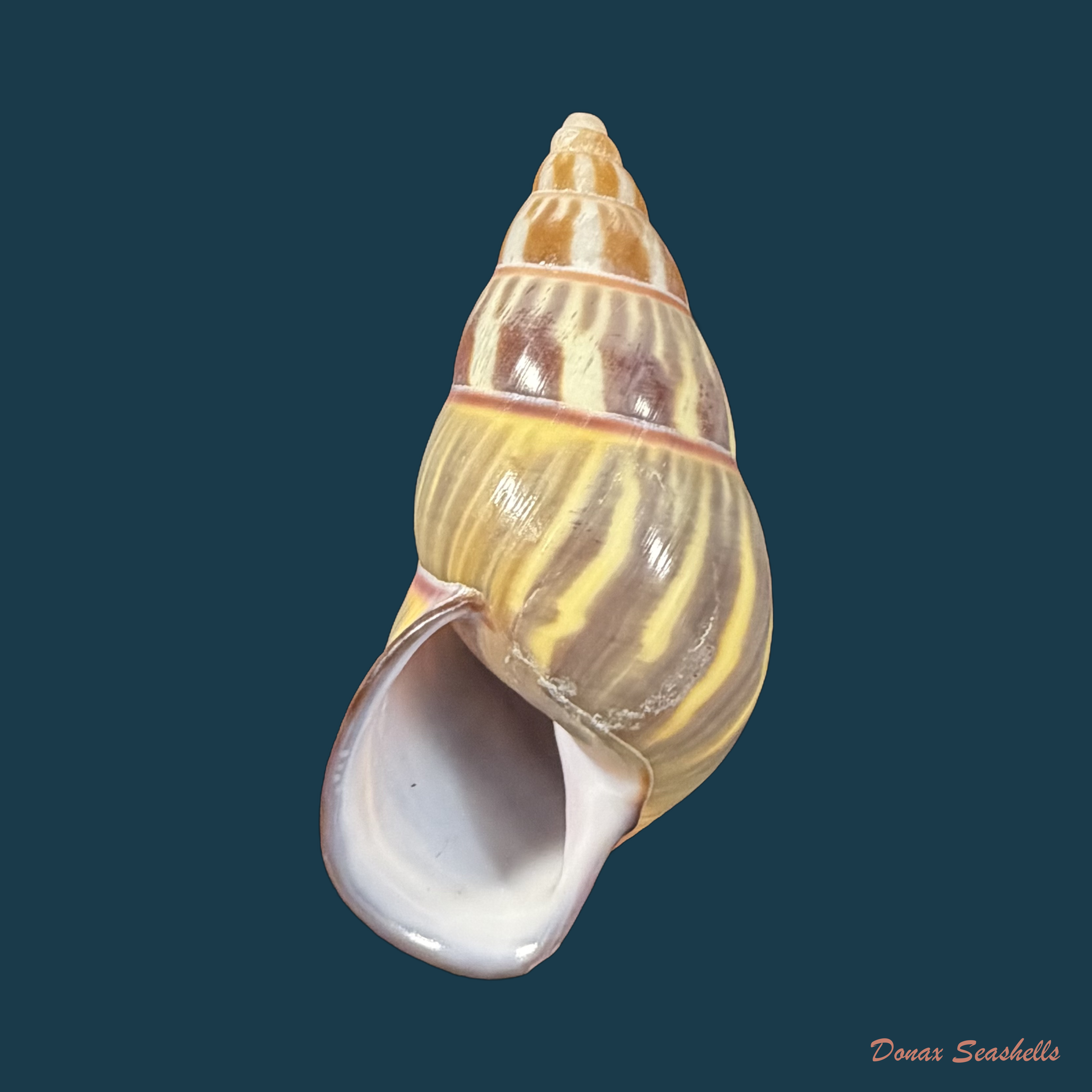 Amphidromus quadrasi Hidalgo, 1887 - 47,6mm