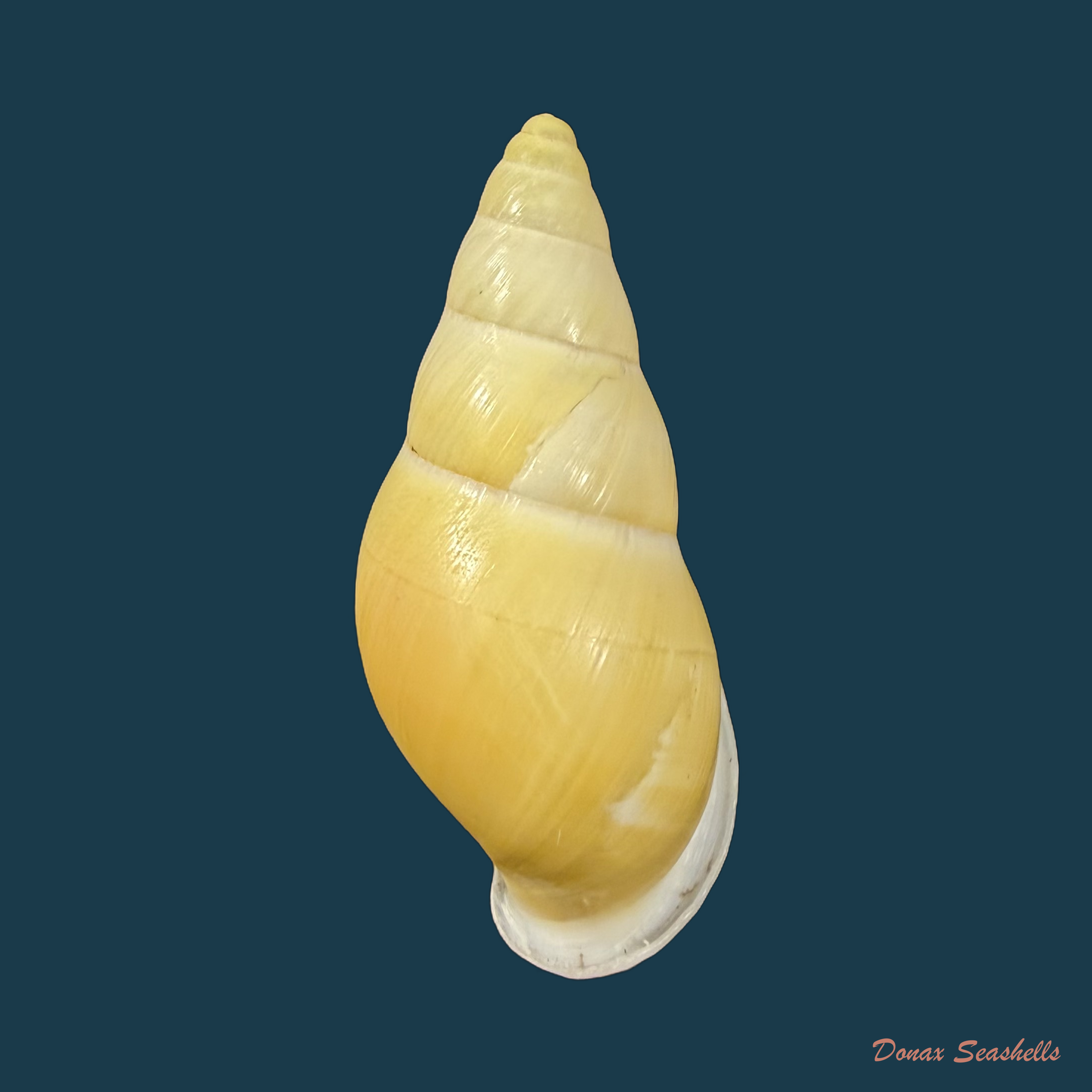 Amphidromus inconstans var. gracilis Rolle, 1903 - 35,6mm