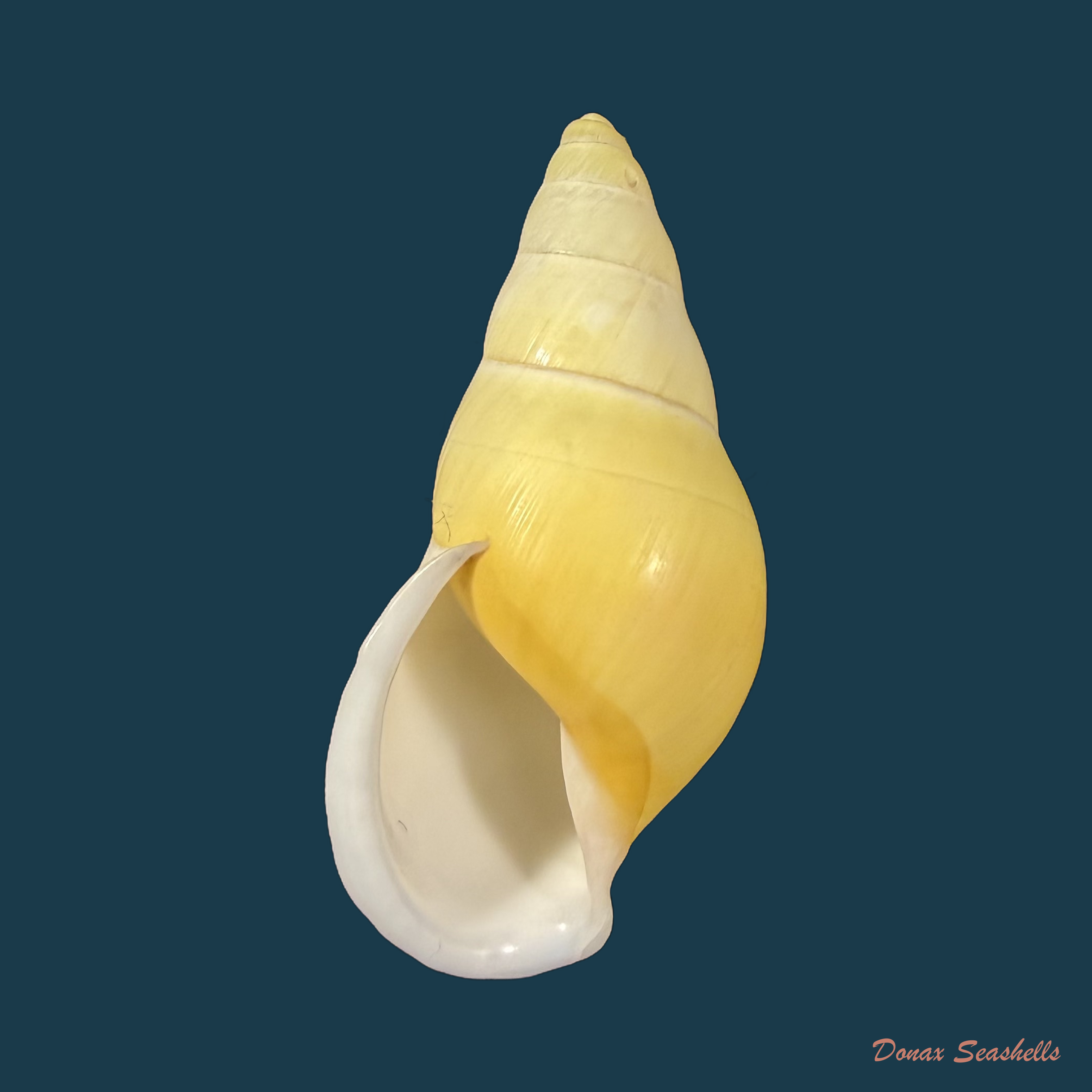 Amphidromus inconstans var. gracilis Rolle, 1903 - 35,6mm