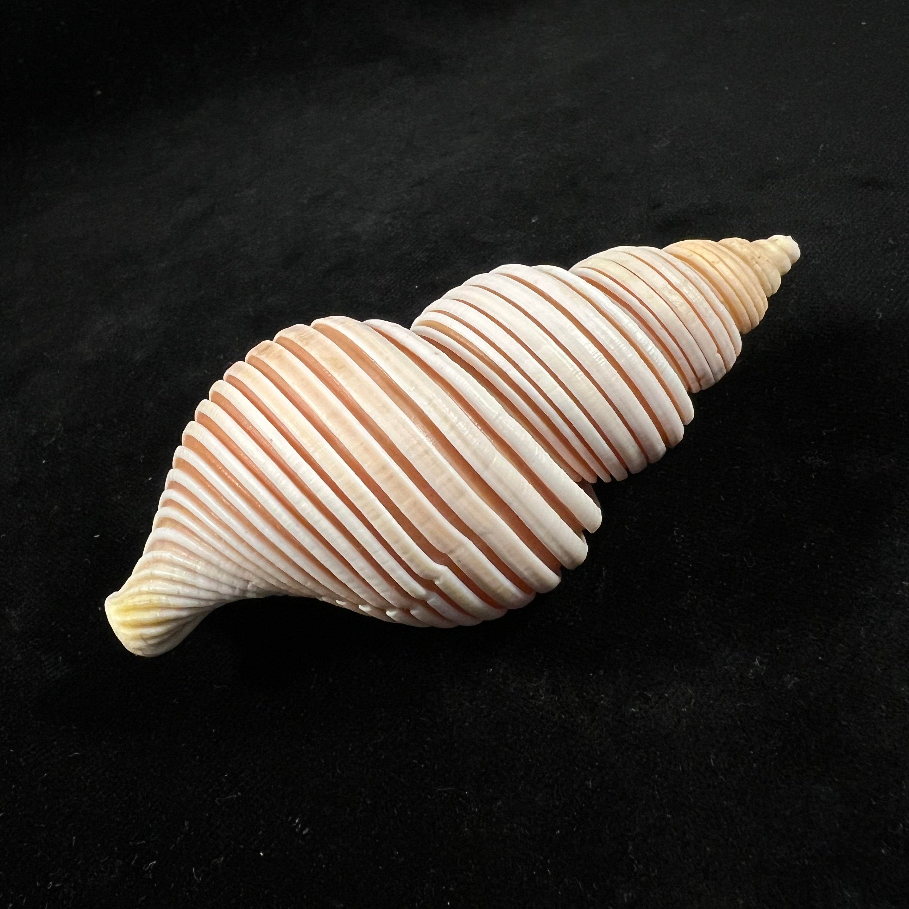 Ancistrolepis vietnamensis Sirenko & Goryachev, 1990 - 97,9mm