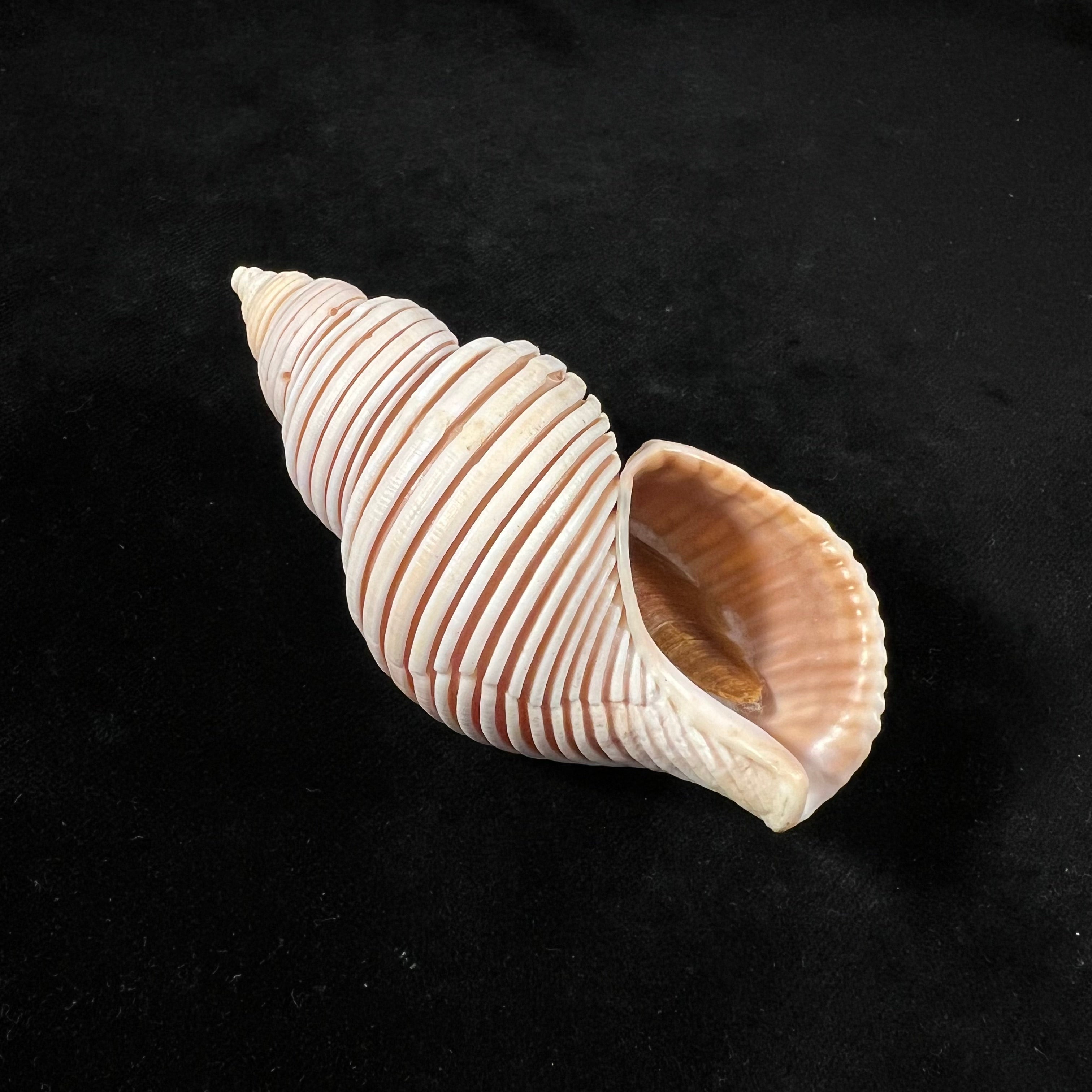 Ancistrolepis vietnamensis Sirenko & Goryachev, 1990 - 97,9mm