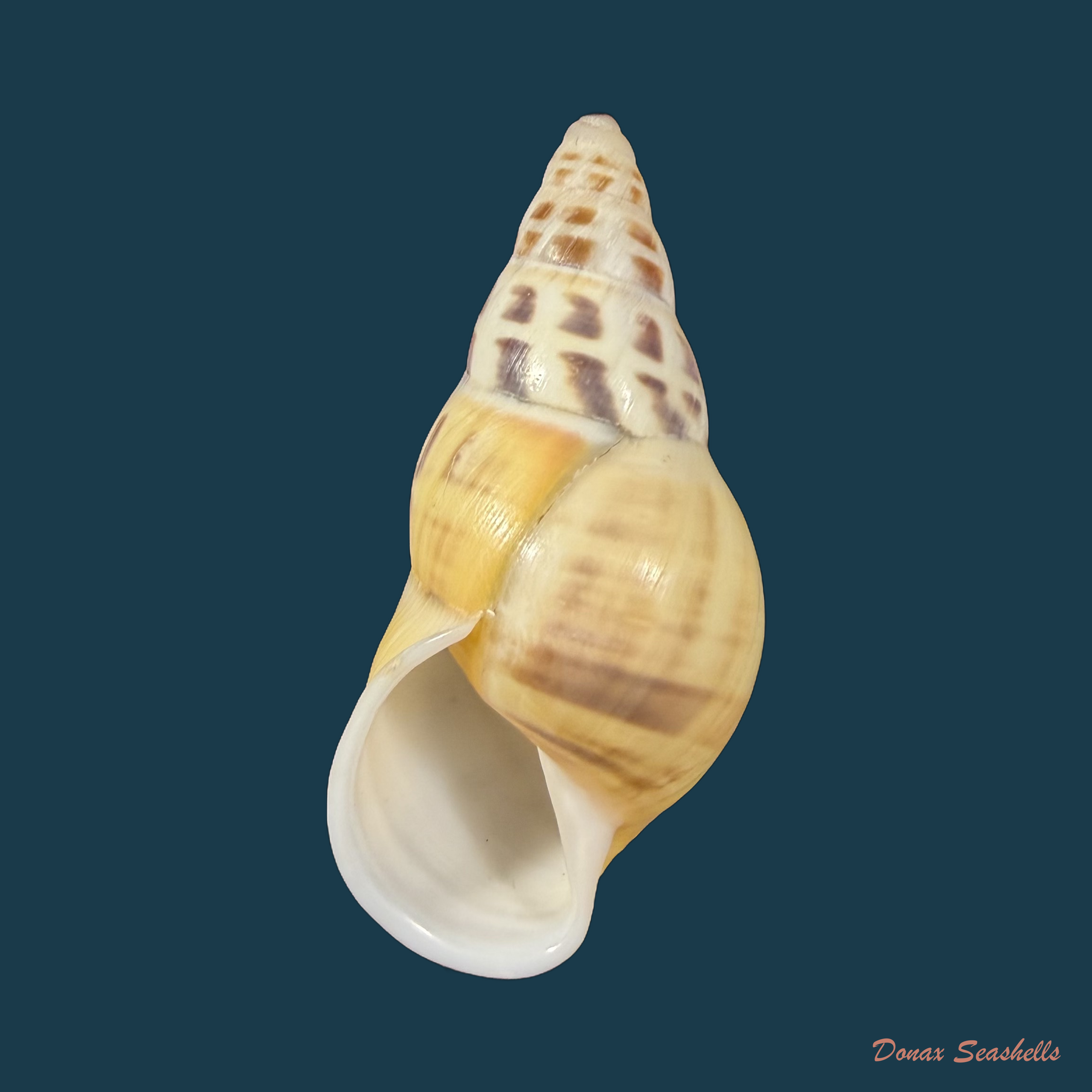 Amphidromus contrarius hanieli Rensch, 1931 - 38,4mm