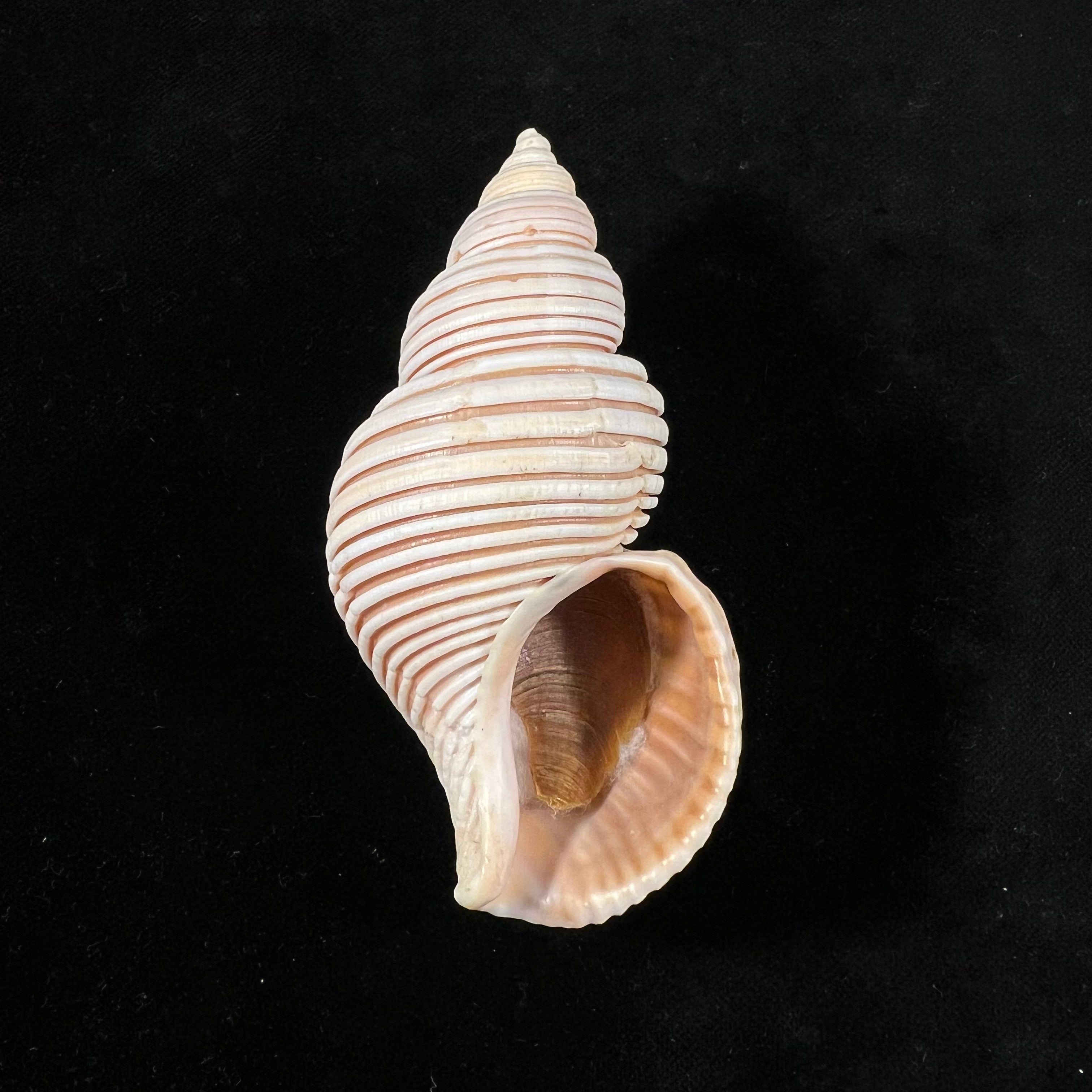 Ancistrolepis vietnamensis Sirenko & Goryachev, 1990 - 97,9mm