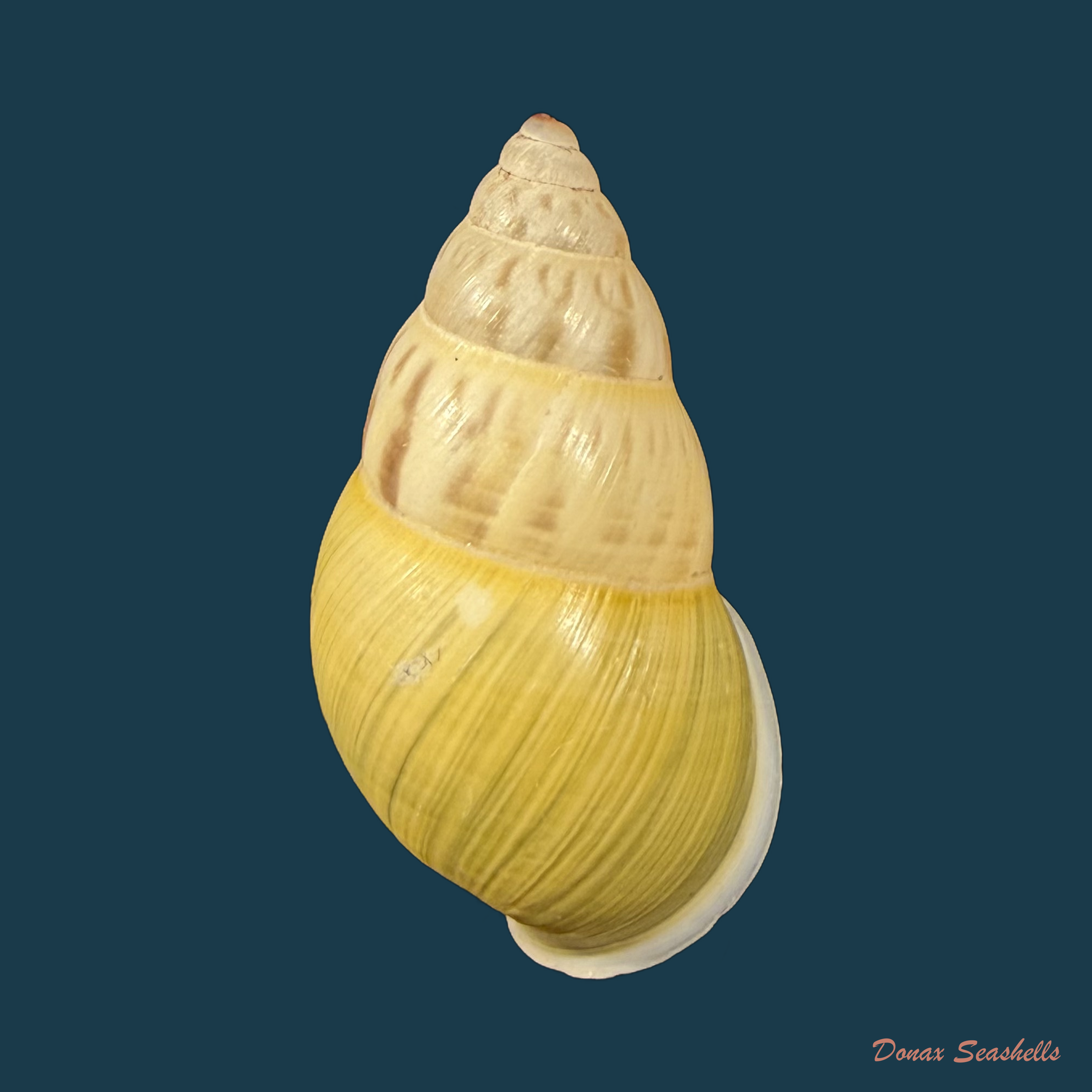 Amphidromus furcillatus (Mousson, 1849) - 29,3mm