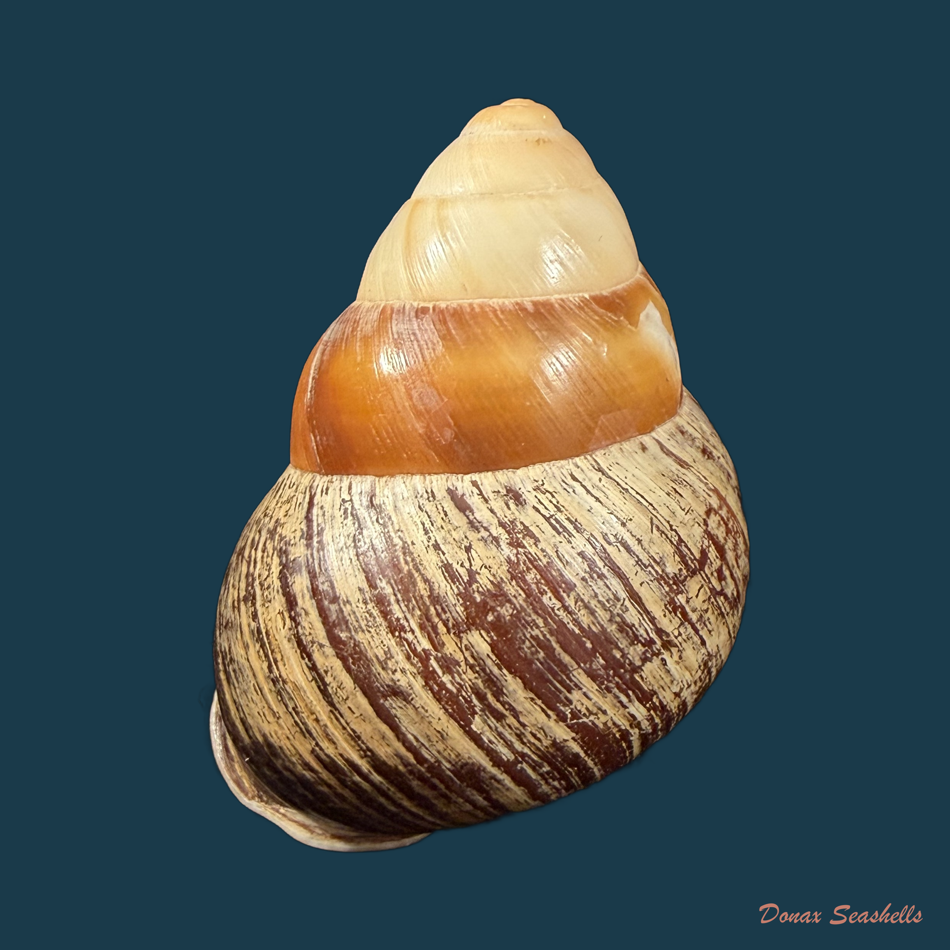 Helicostyla rufogaster (Lesson, 1831) - 54,3mm