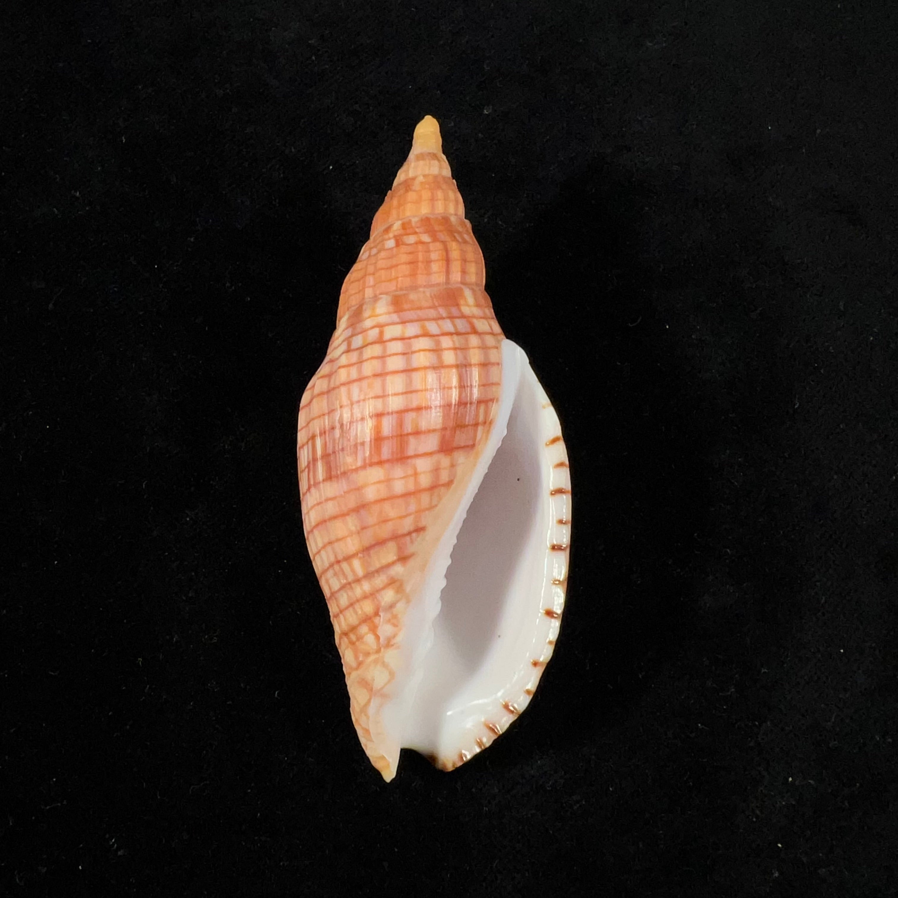 Lyria cloveriana C. S. Weaver, 1963 - 82,7mm