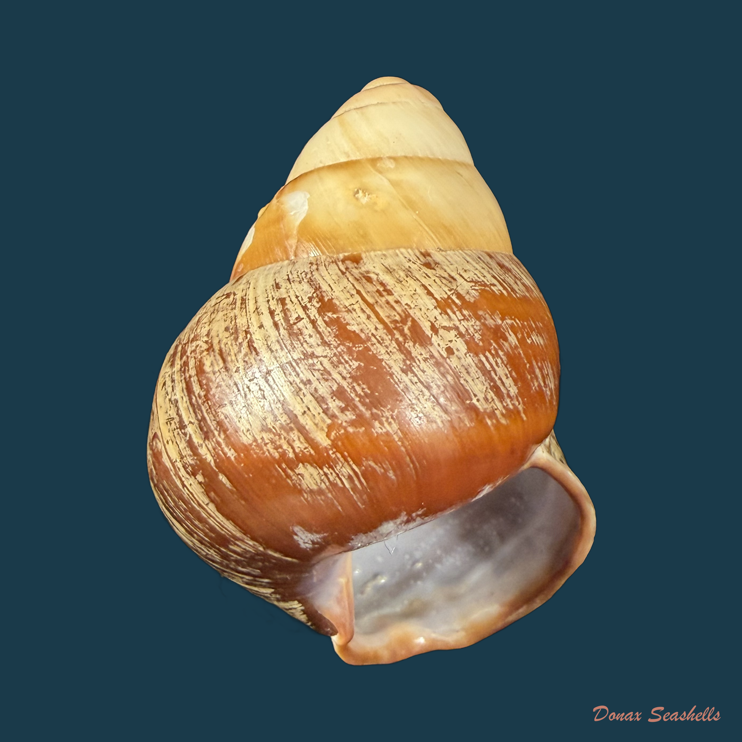 Helicostyla rufogaster (Lesson, 1831) - 54,3mm
