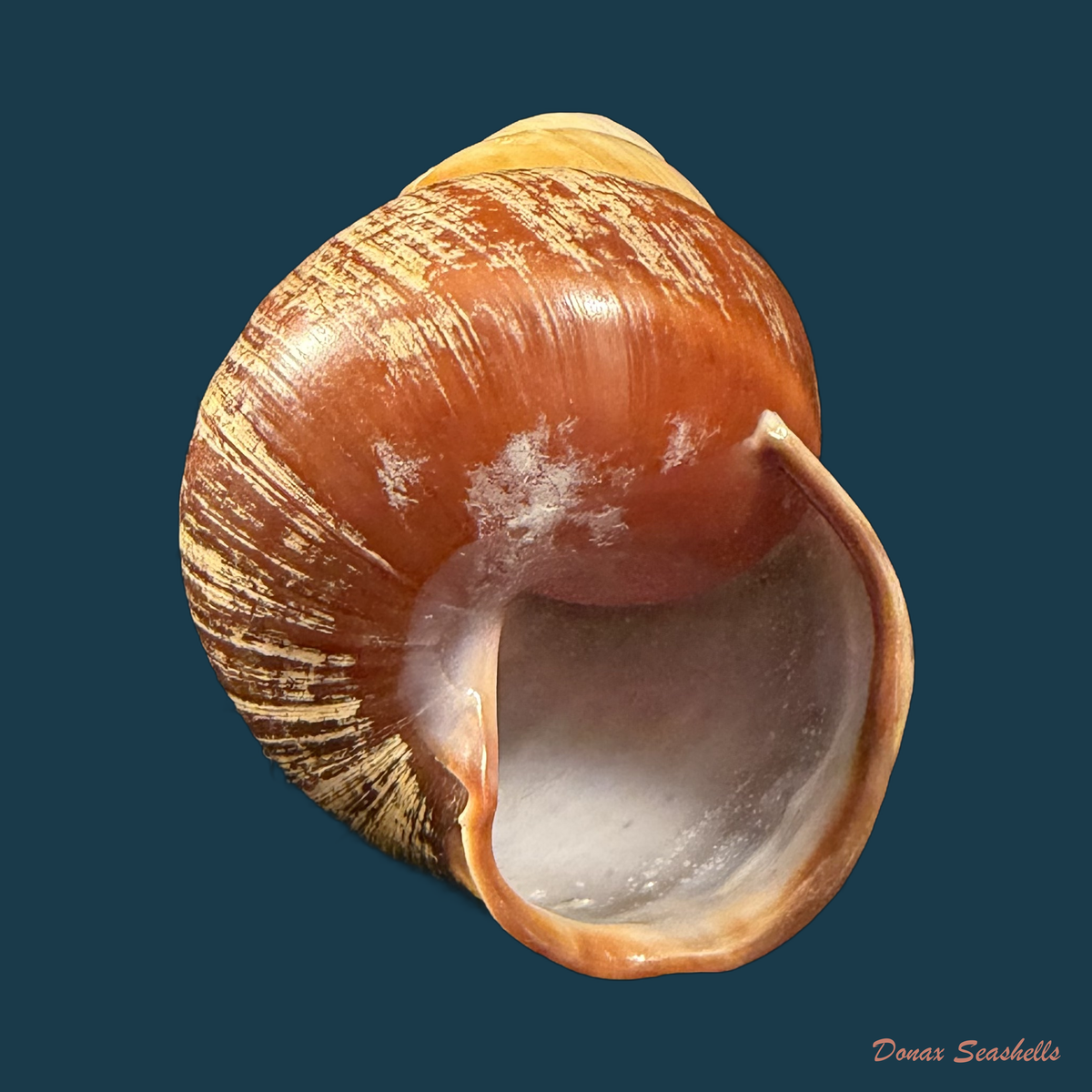 Helicostyla rufogaster (Lesson, 1831) - 54,3mm