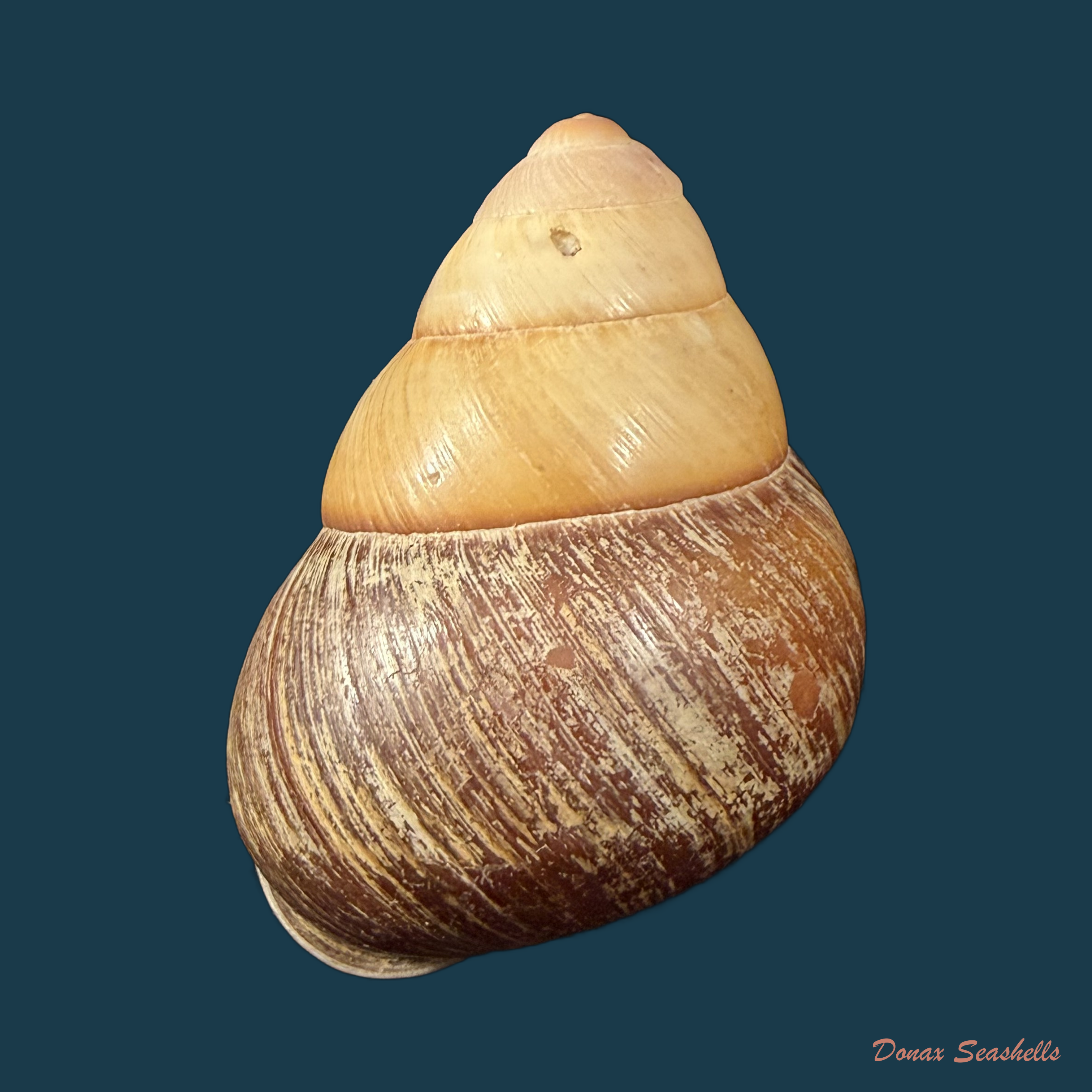 Helicostyla rufogaster (Lesson, 1831) - 51,7mm