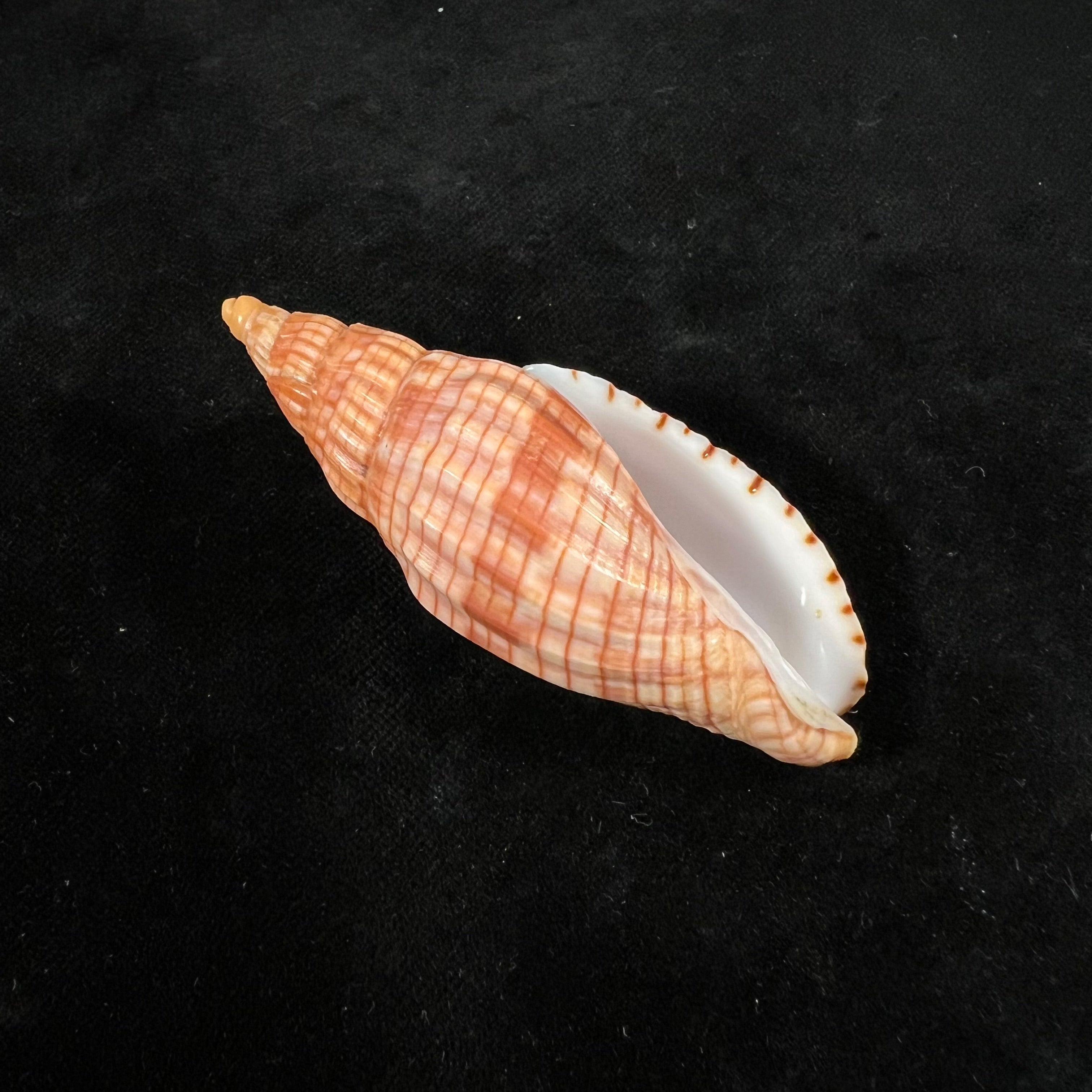 Lyria cloveriana C. S. Weaver, 1963 - 73,2mm