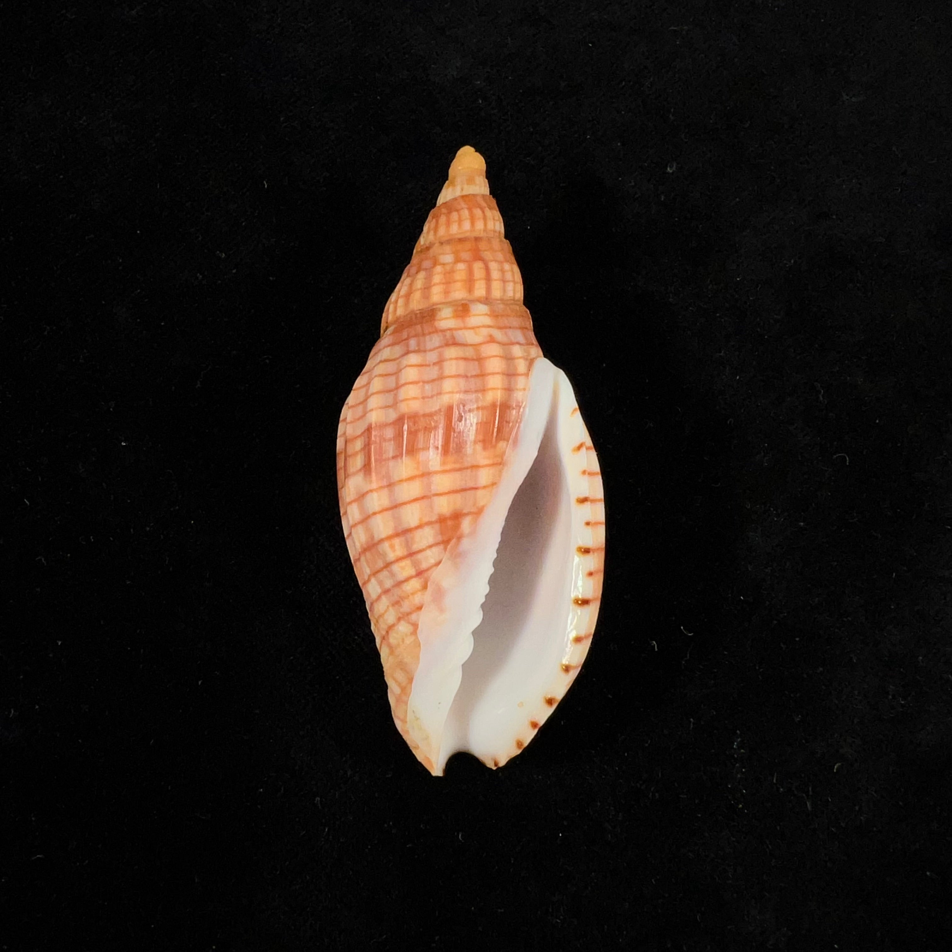 Lyria cloveriana C. S. Weaver, 1963 - 73,2mm