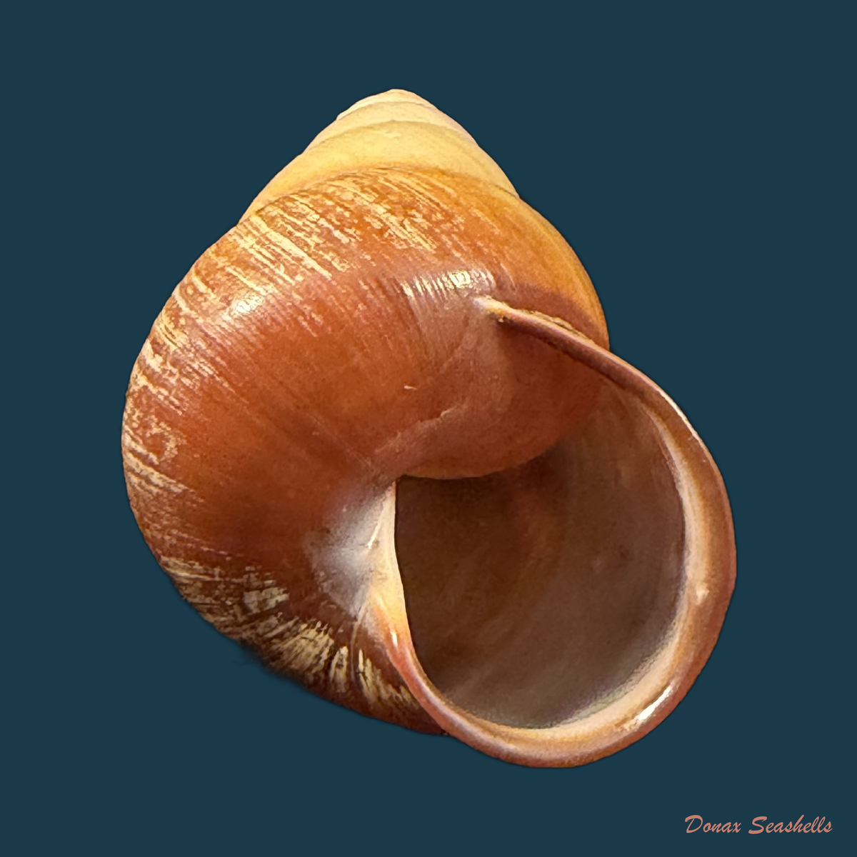 Helicostyla rufogaster (Lesson, 1831) - 51,7mm