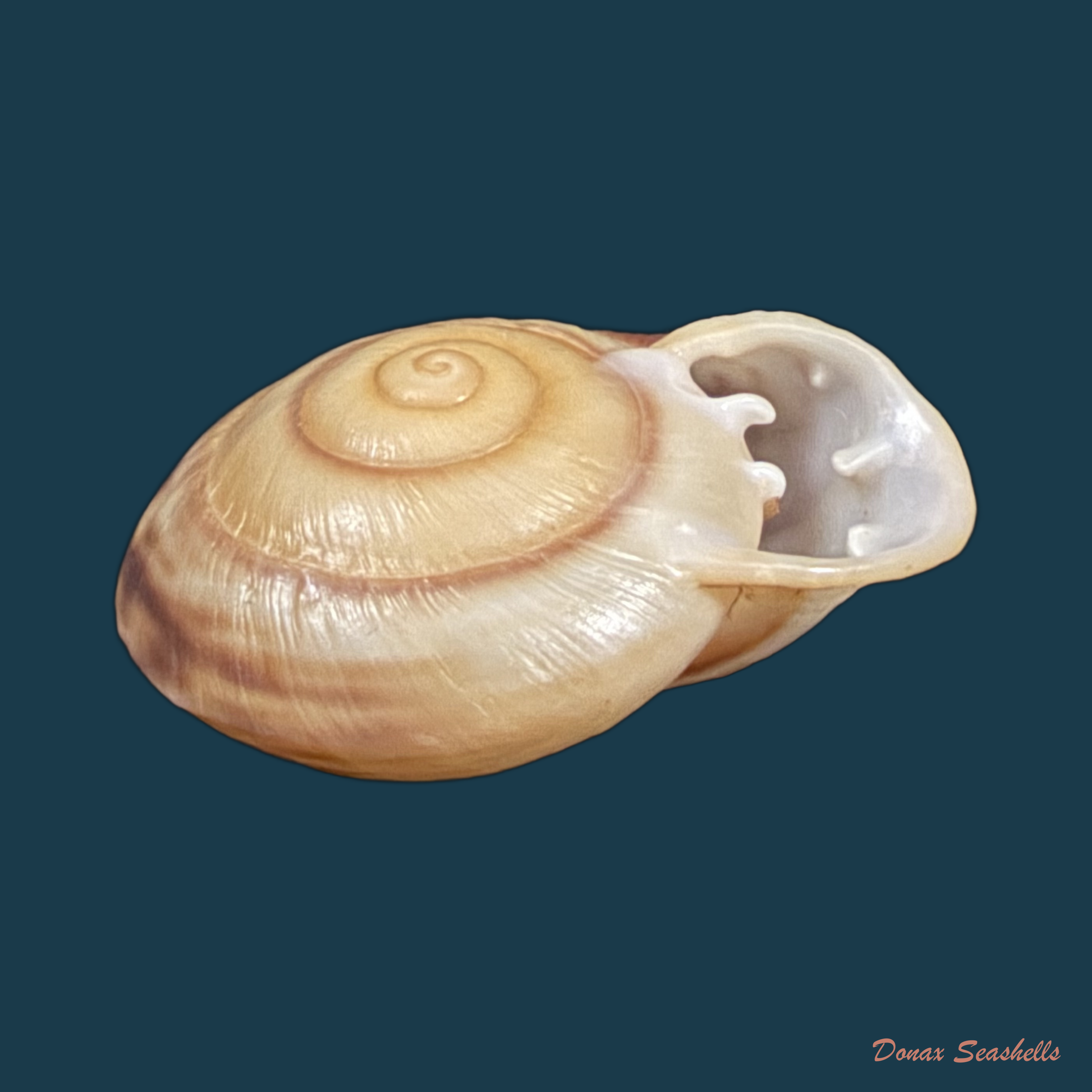 Anostoma depressum (Lamarck, 1822) - 35,2mm