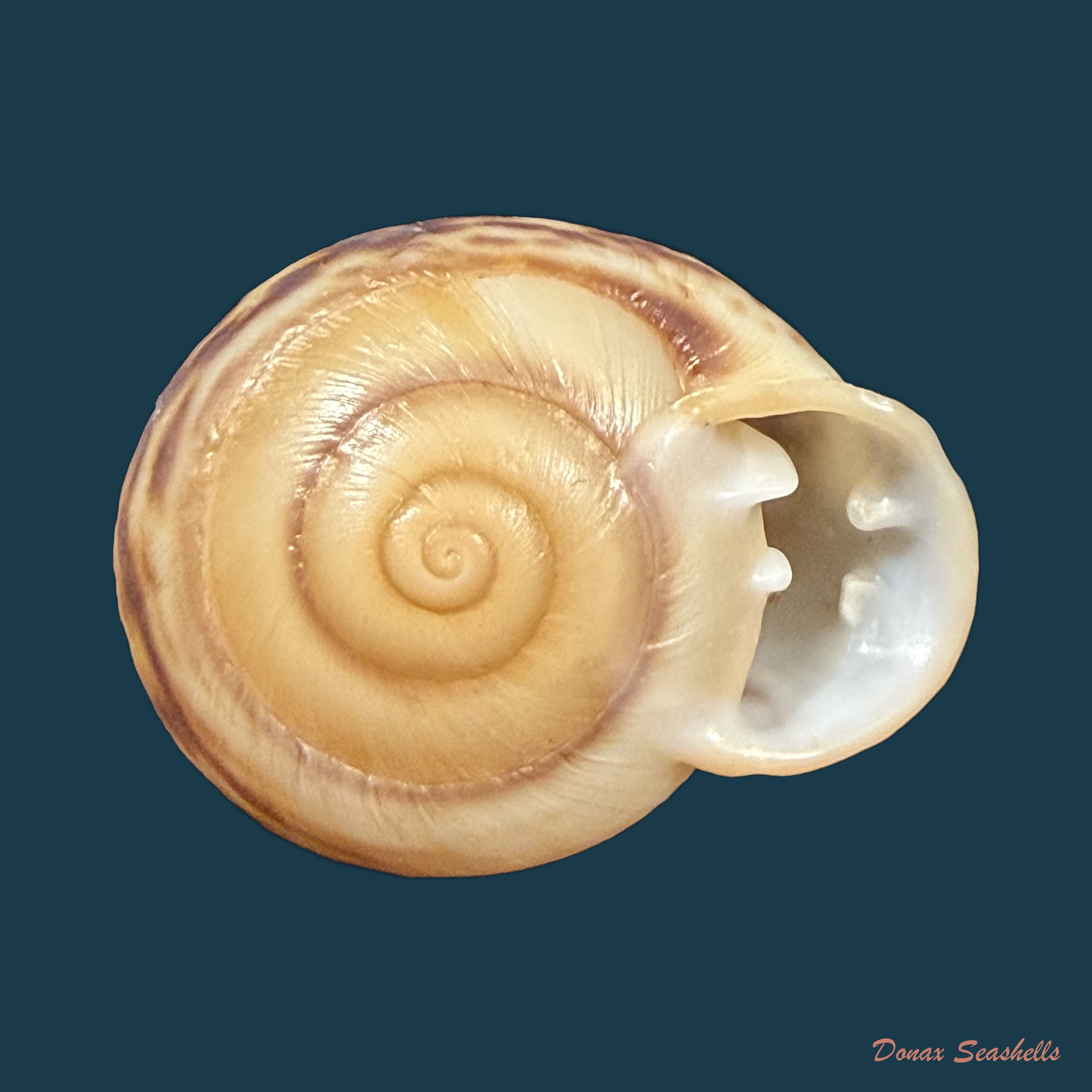 Anostoma depressum (Lamarck, 1822) - 35,2mm