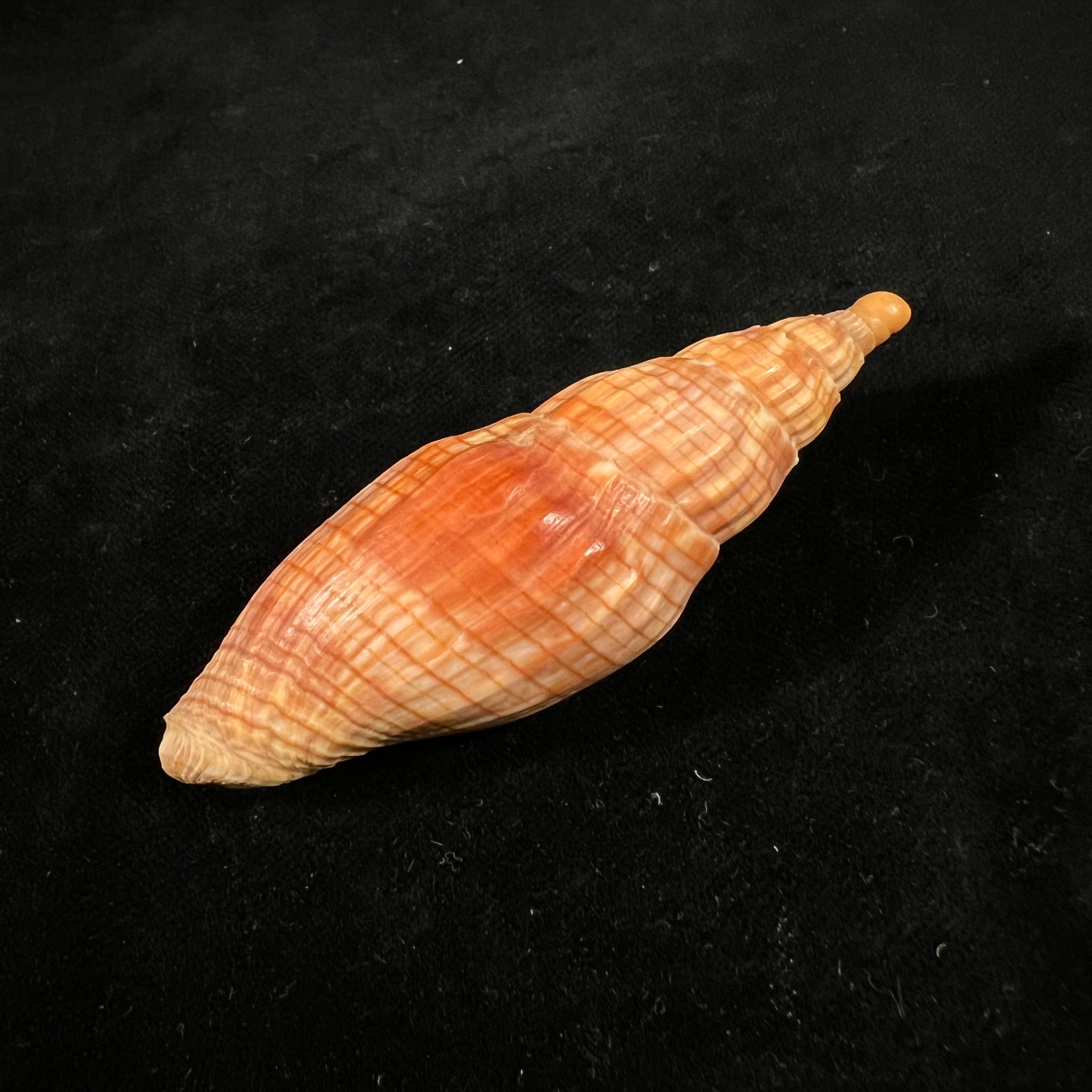 Lyria cloveriana C. S. Weaver, 1963 - 79,2mm