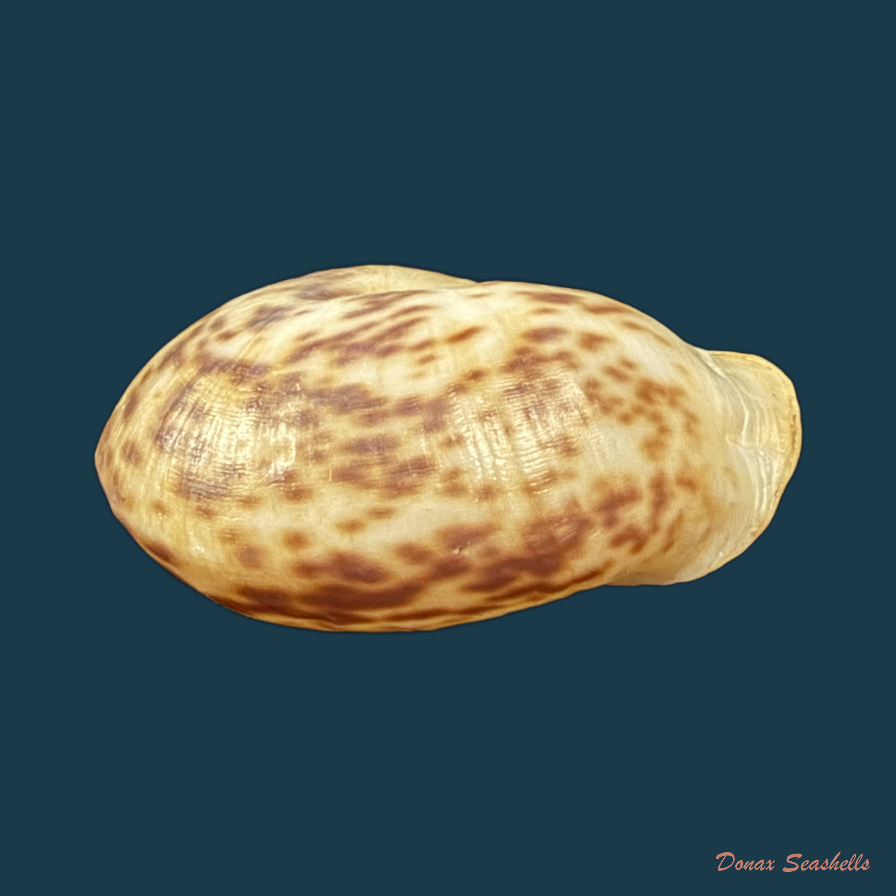 Anostoma depressum (Lamarck, 1822) - 35,2mm