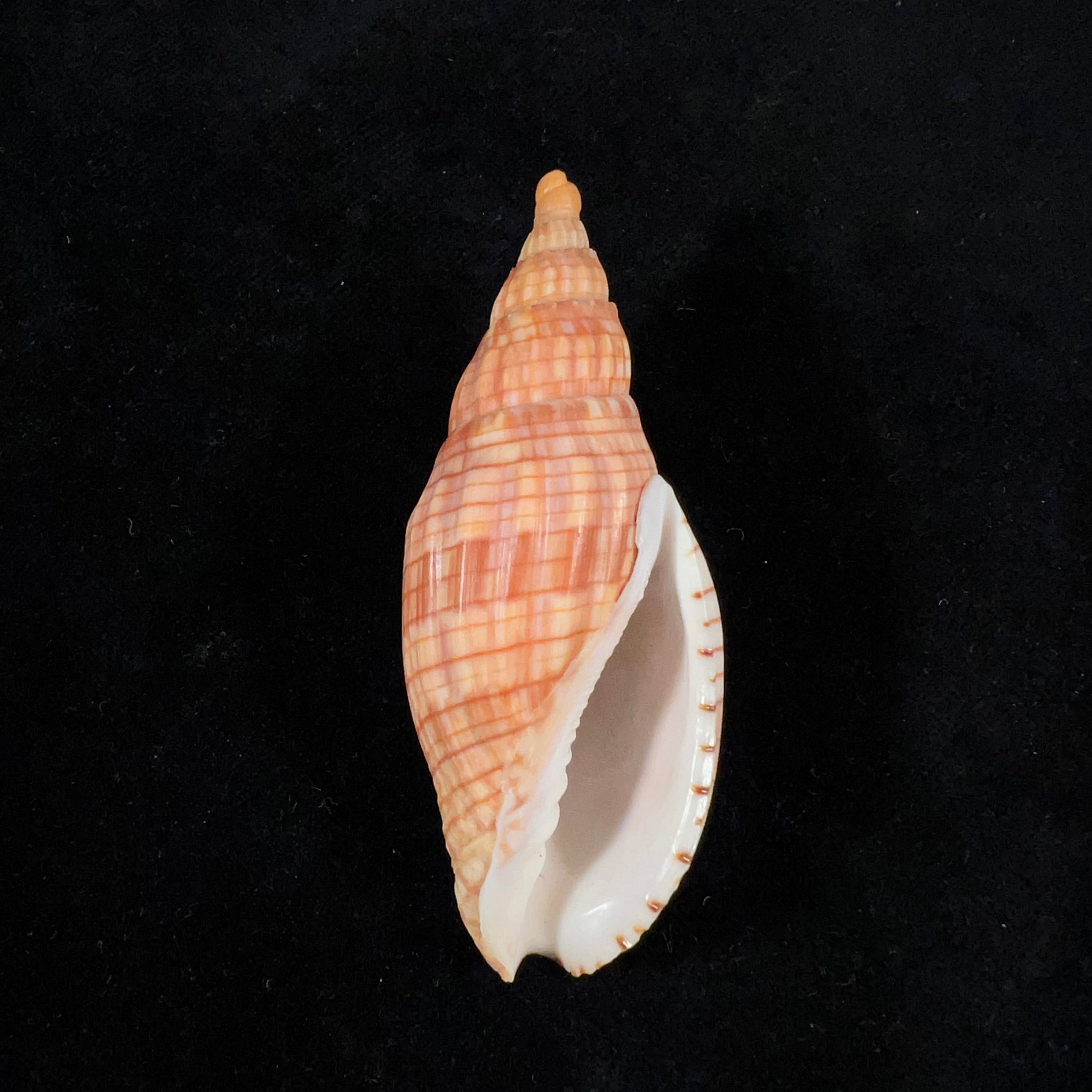 Lyria cloveriana C. S. Weaver, 1963 - 79,2mm