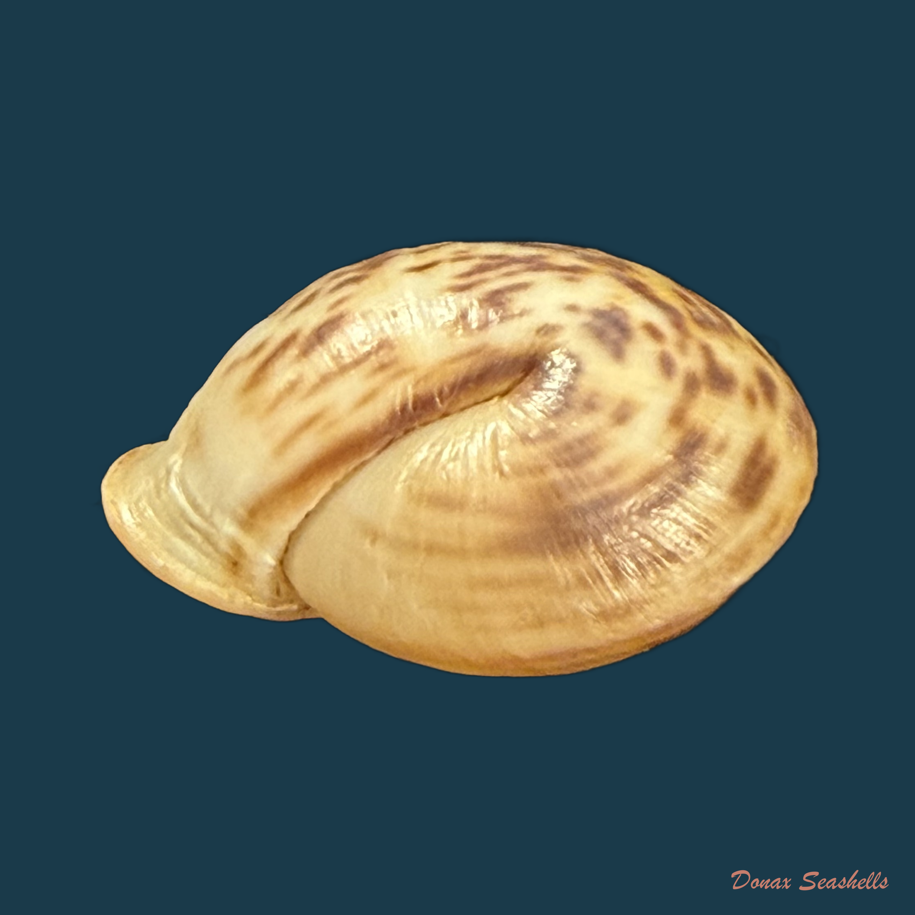 Anostoma depressum (Lamarck, 1822) - 35,2mm
