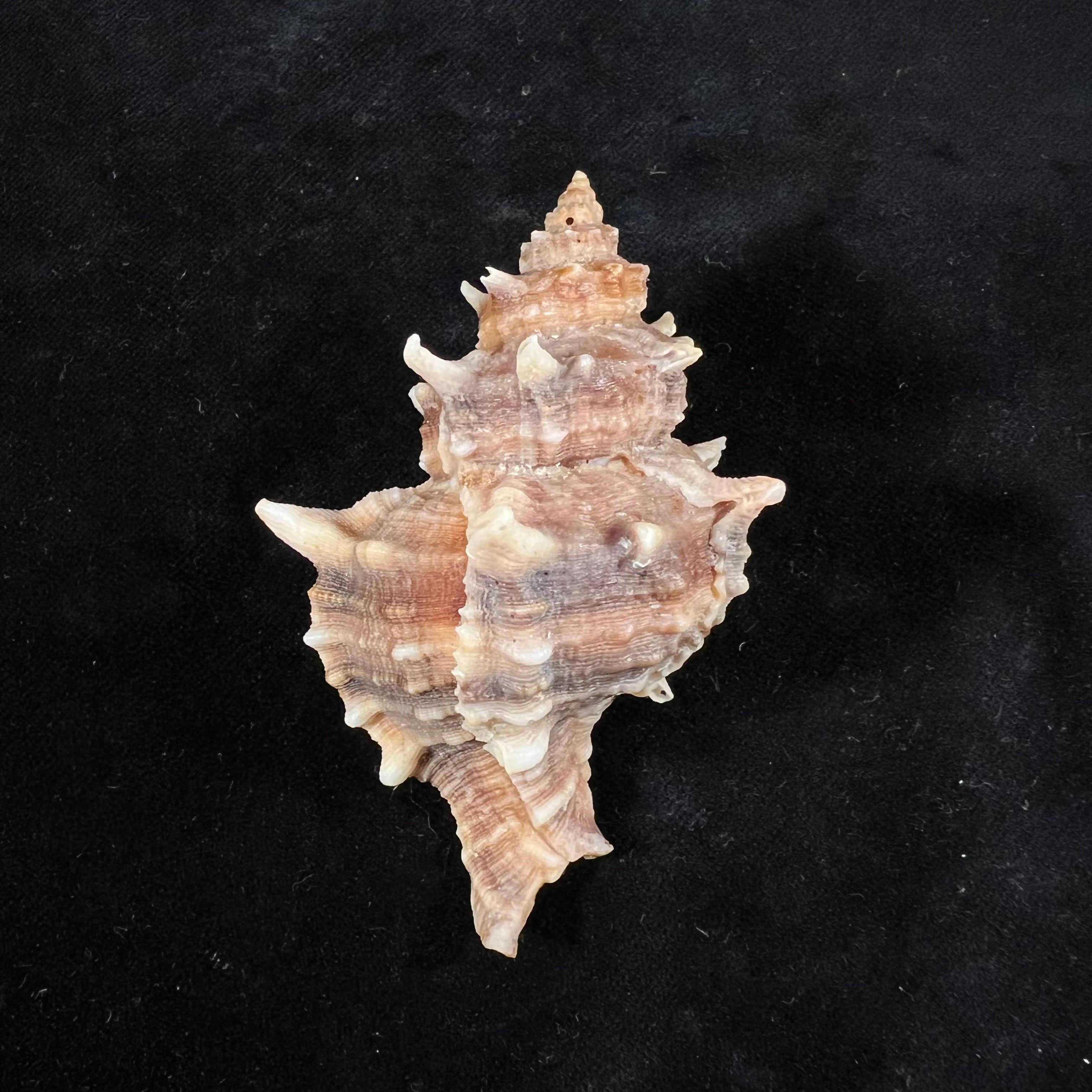 六角树干 (Linnaeus, 1758) - 80,2mm