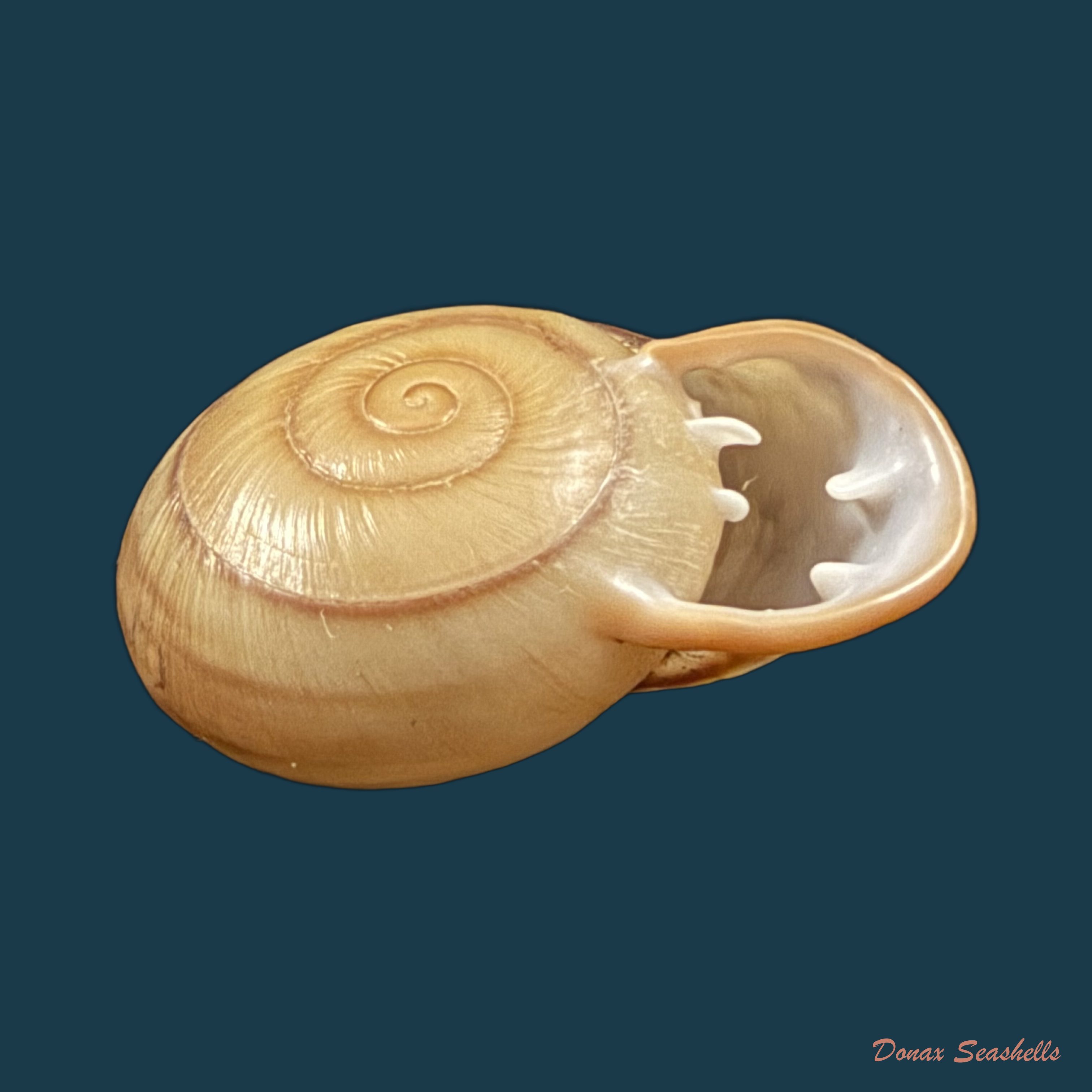Anostoma depressum (Lamarck, 1822) - 38,2mm