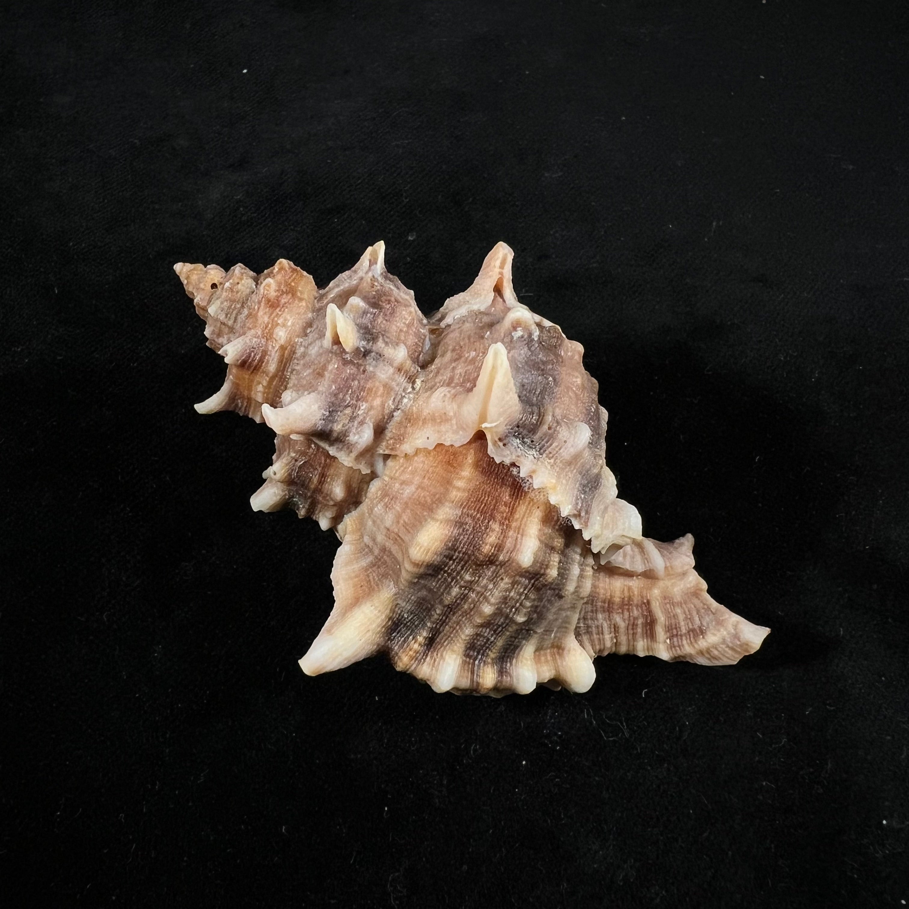 六角树干 (Linnaeus, 1758) - 80,2mm