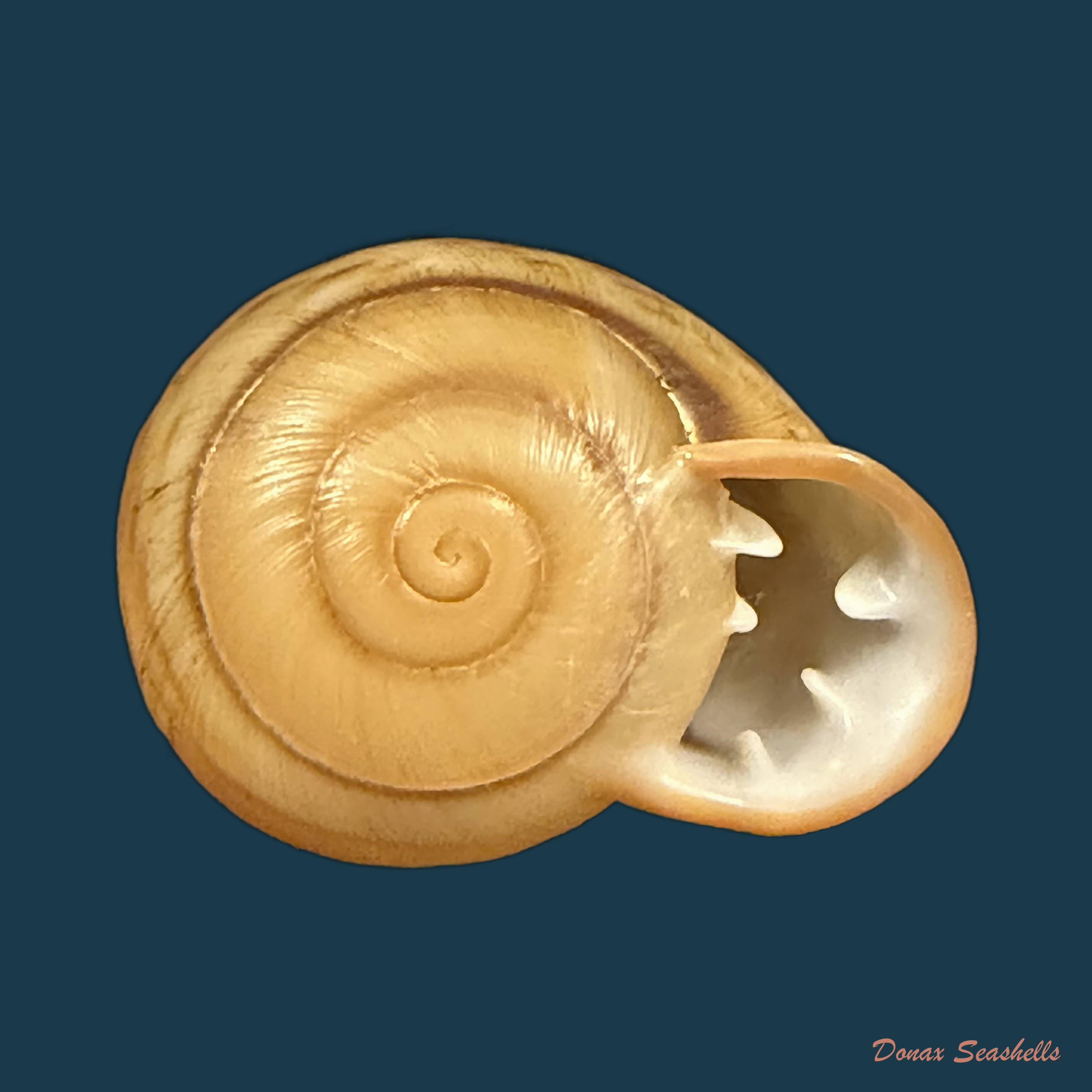 Anostoma depressum (Lamarck, 1822) - 38,2mm