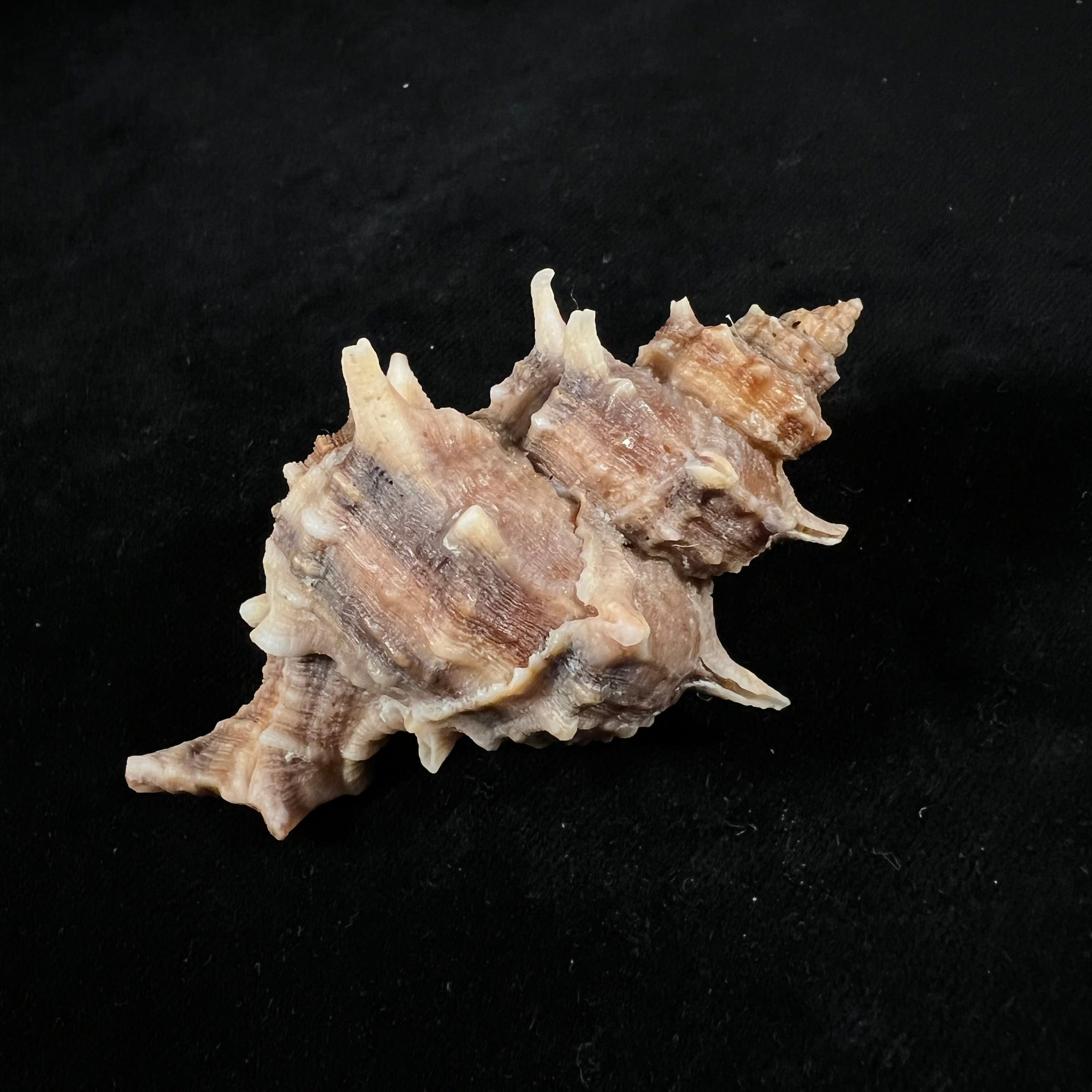 Hexaplex trunculus (Linnaeus, 1758) - 80,2mm