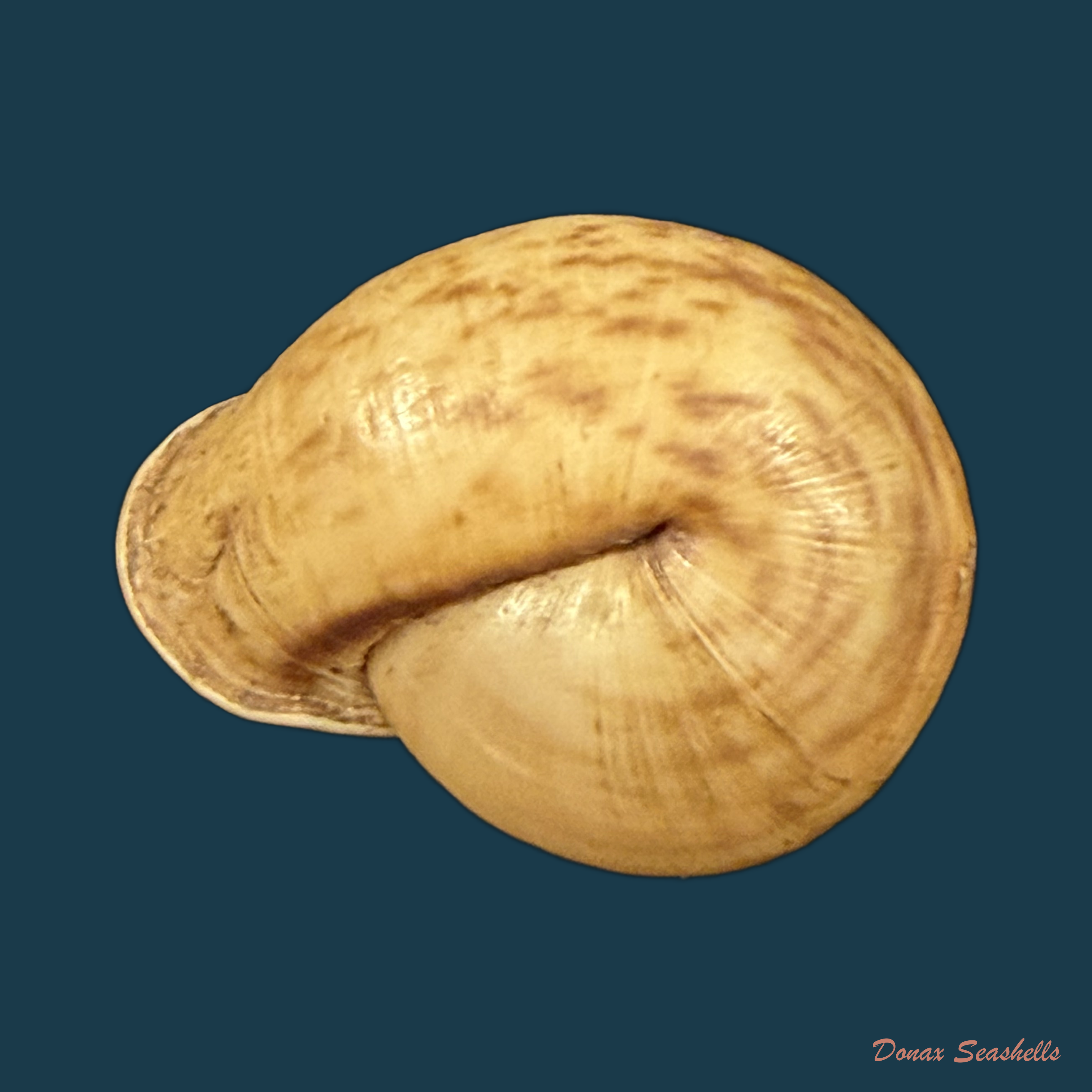 Anostoma depressum (Lamarck, 1822) - 38,2mm