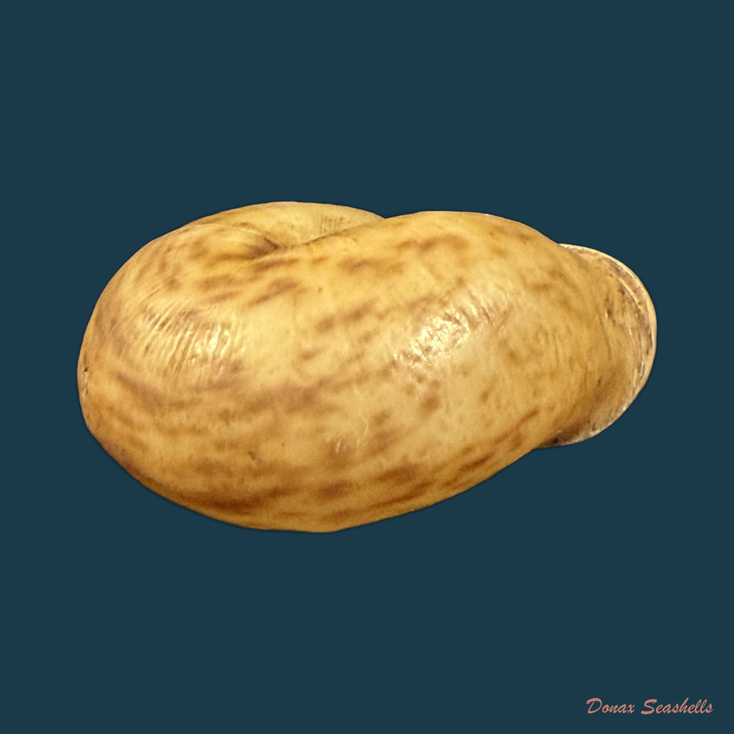Anostoma depressum (Lamarck, 1822) - 38,2mm