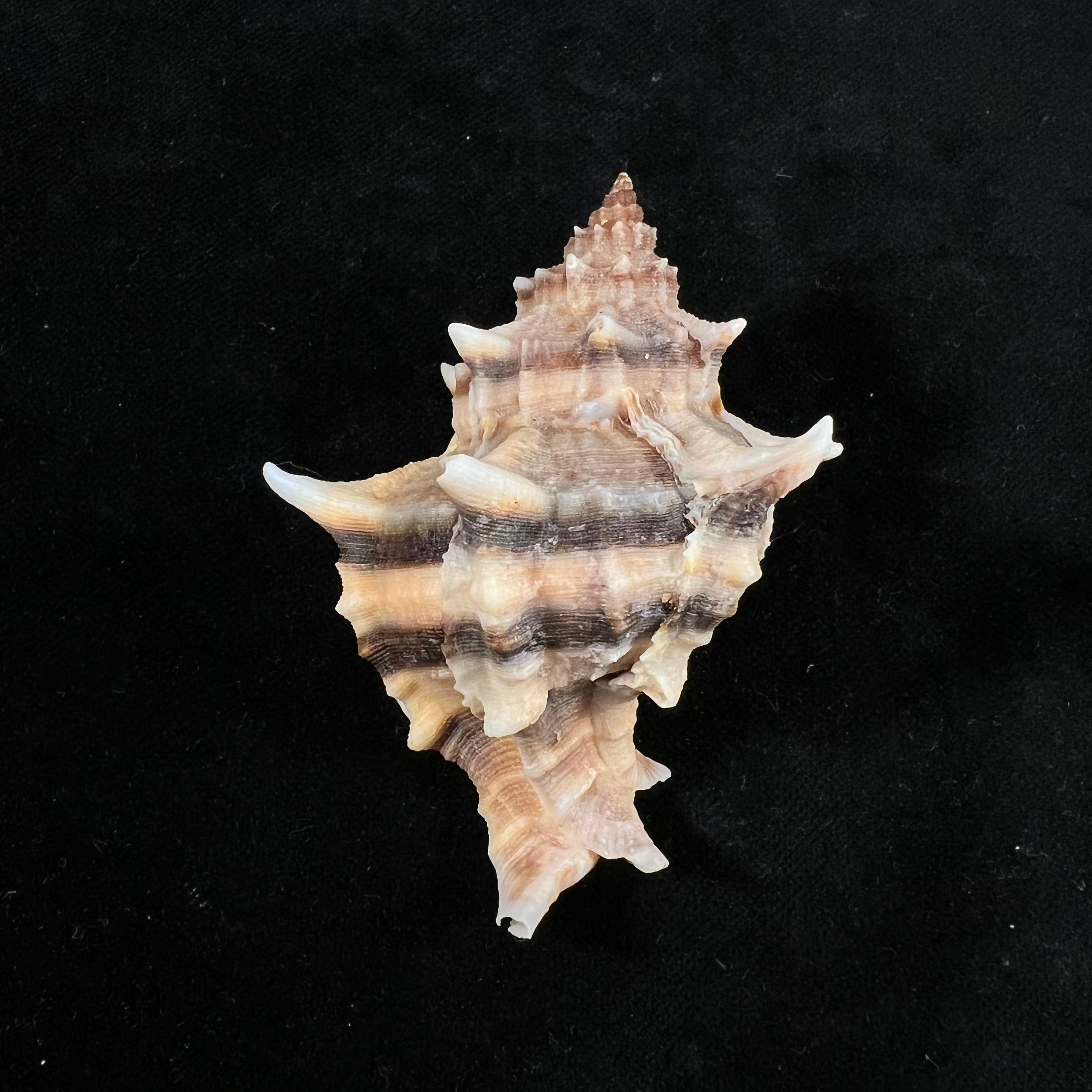 六角树干 (Linnaeus, 1758) - 74,6mm