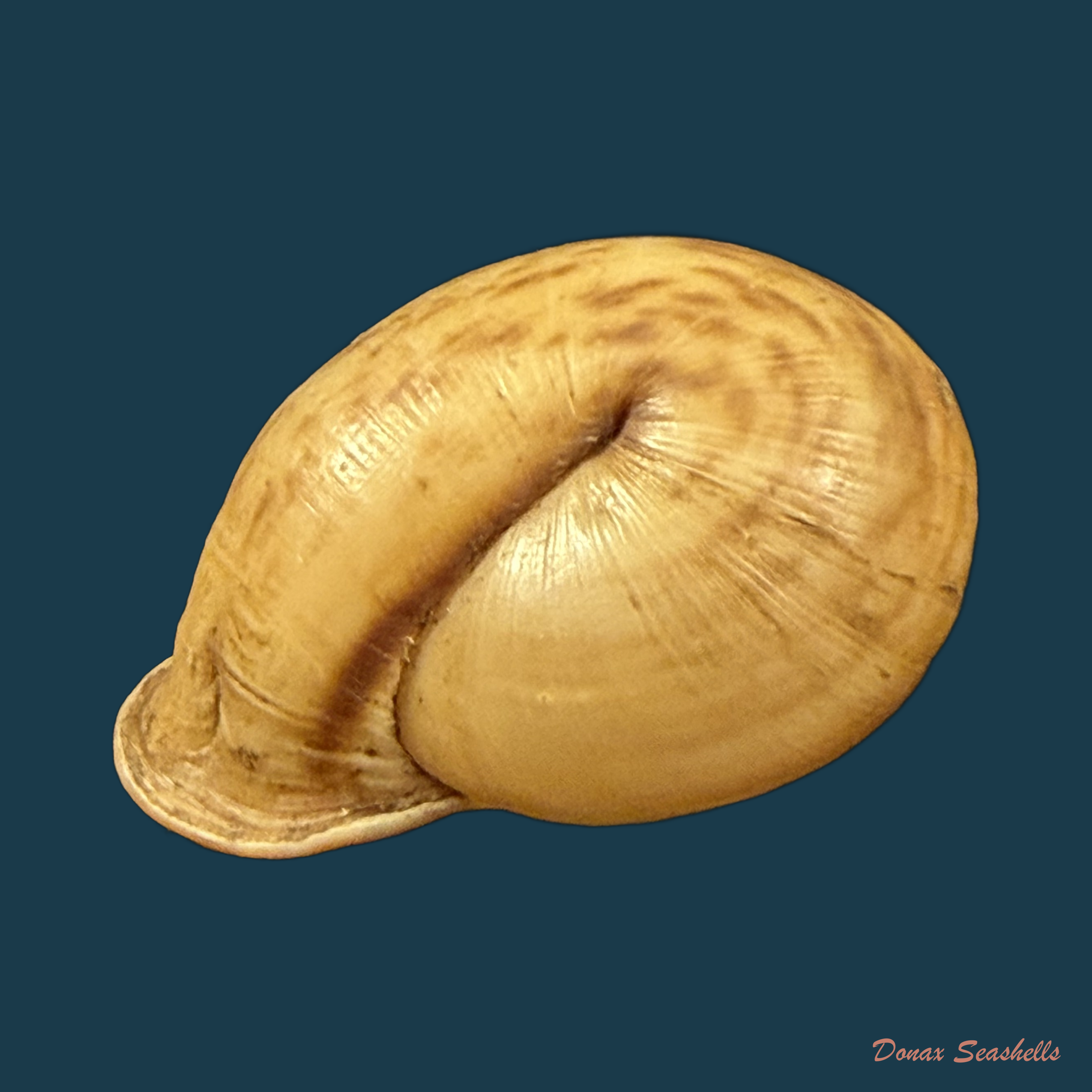 Anostoma depressum (Lamarck, 1822) - 38,2mm