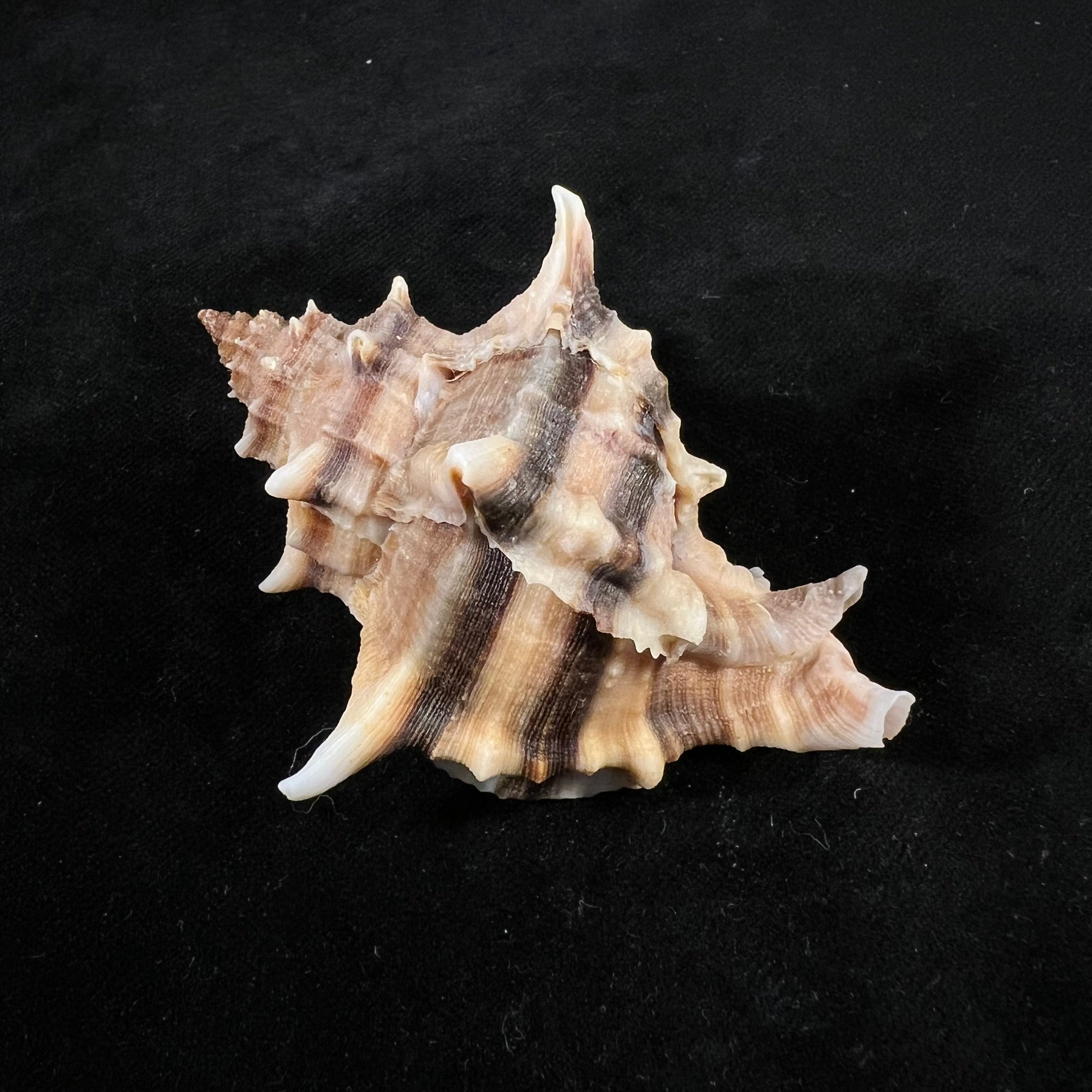 六角树干 (Linnaeus, 1758) - 74,6mm