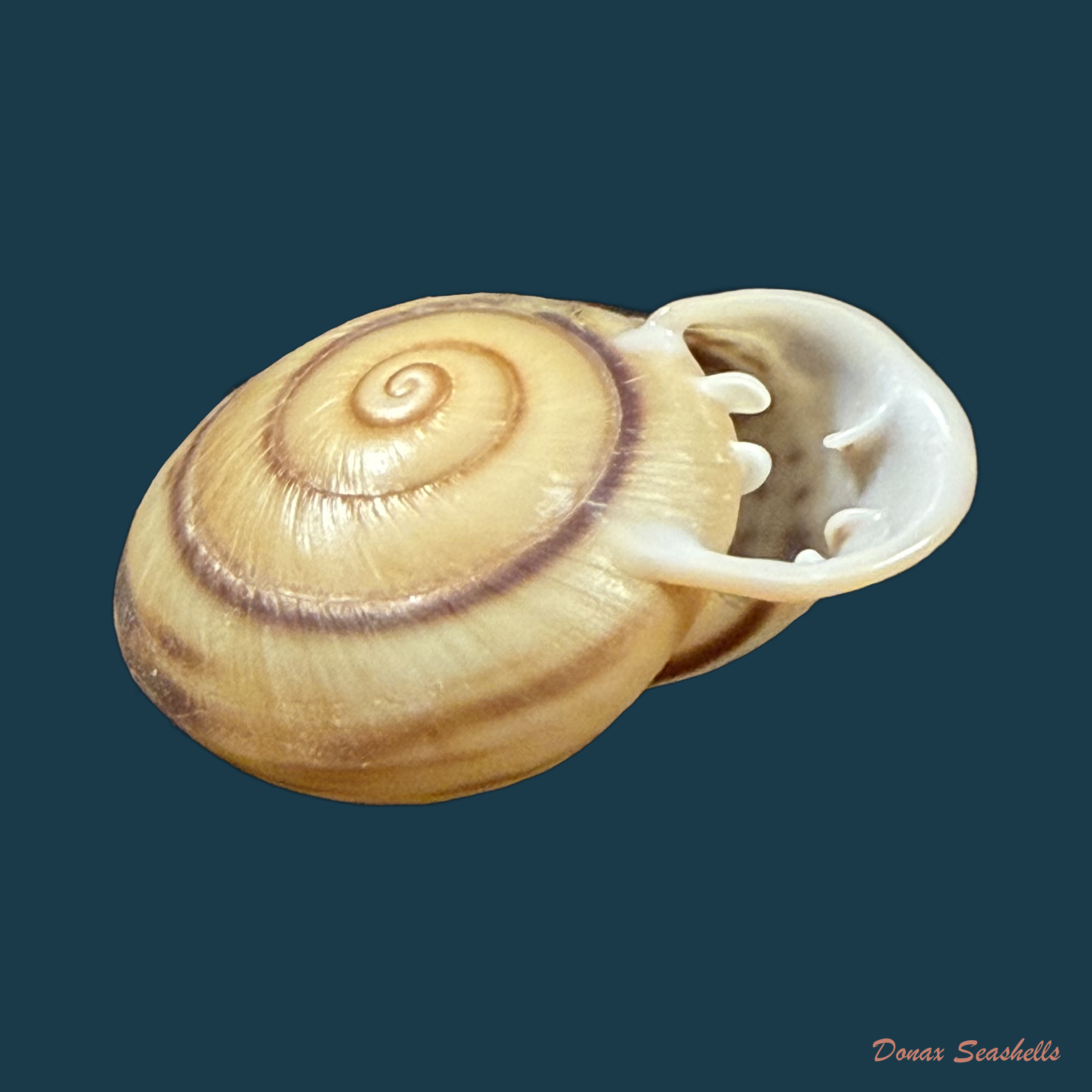 Anostoma depressum (Lamarck, 1822) - 33,7mm