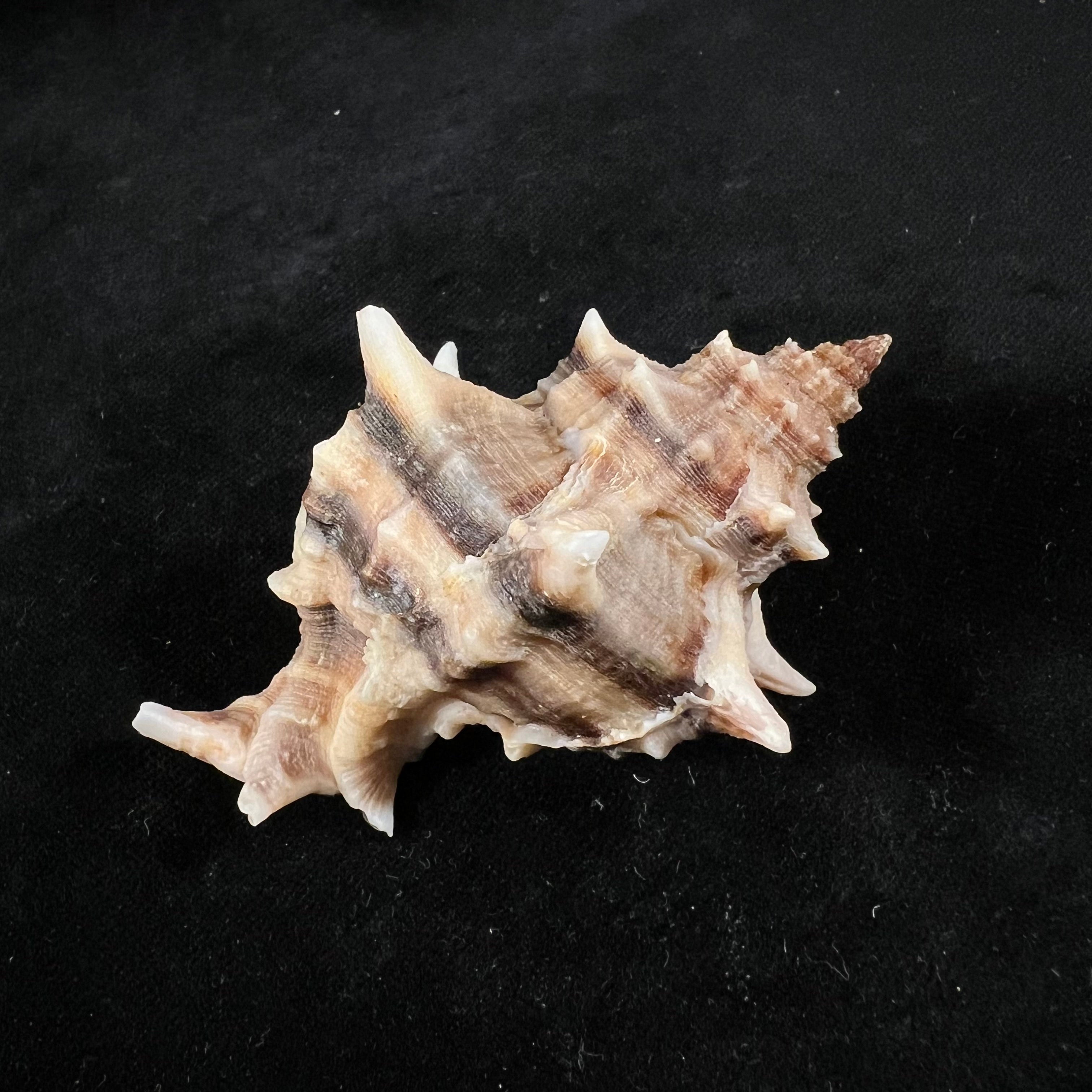 六角树干 (Linnaeus, 1758) - 74,6mm