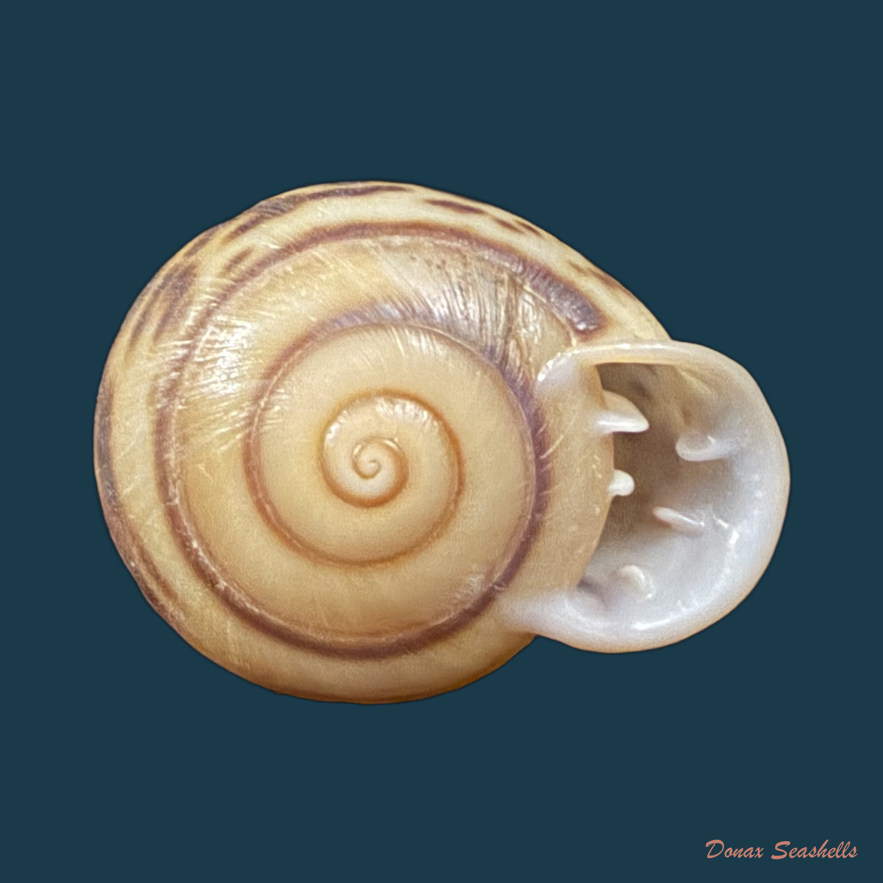 Anostoma depressum (Lamarck, 1822) - 33,7mm