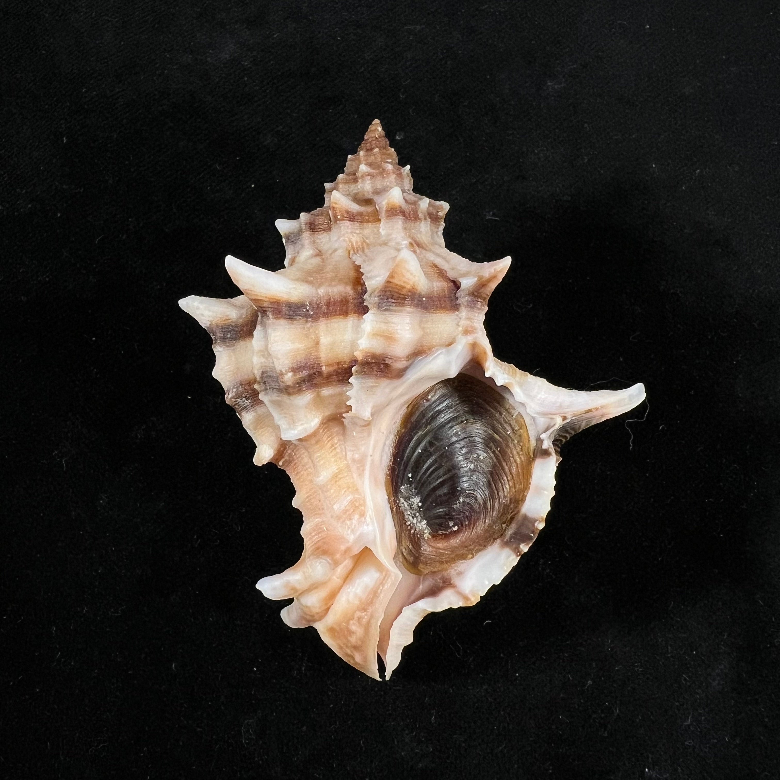 六角树干 (Linnaeus, 1758) - 74,6mm