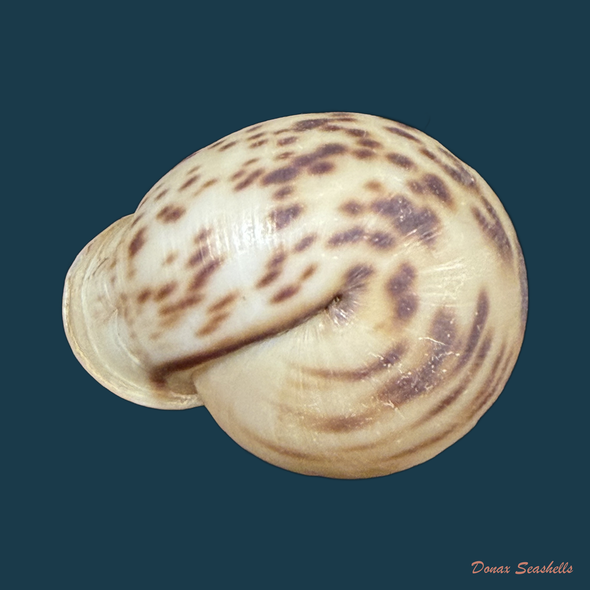 Anostoma depressum (Lamarck, 1822) - 33,7mm