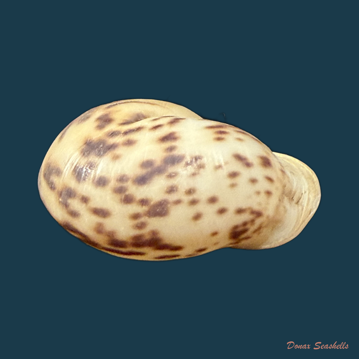 Anostoma depressum (Lamarck, 1822) - 33,7mm