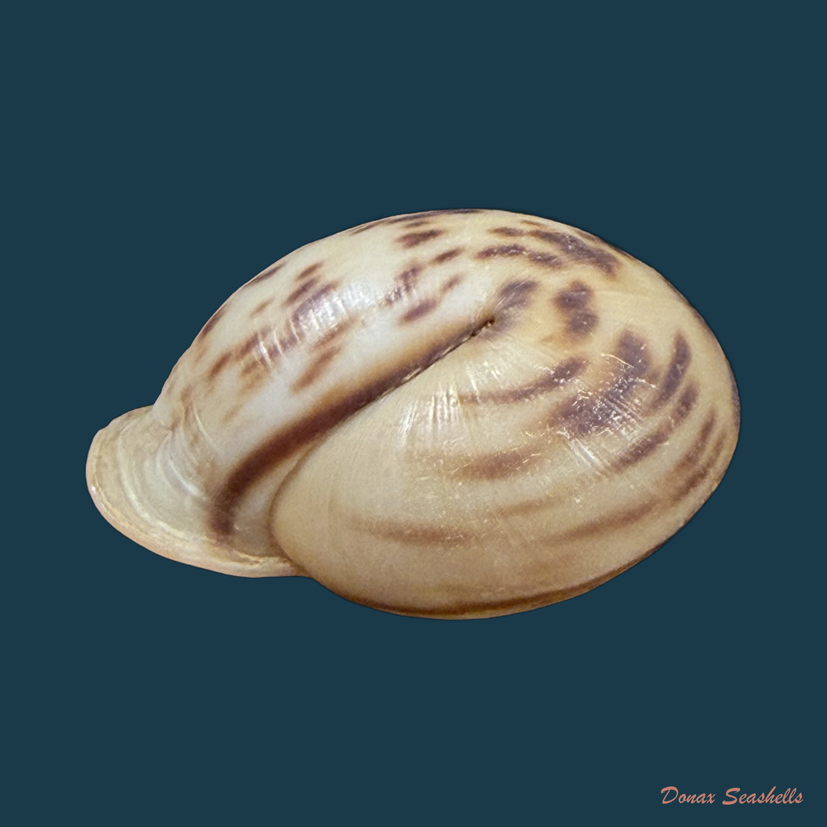 Anostoma depressum (Lamarck, 1822) - 33,7mm