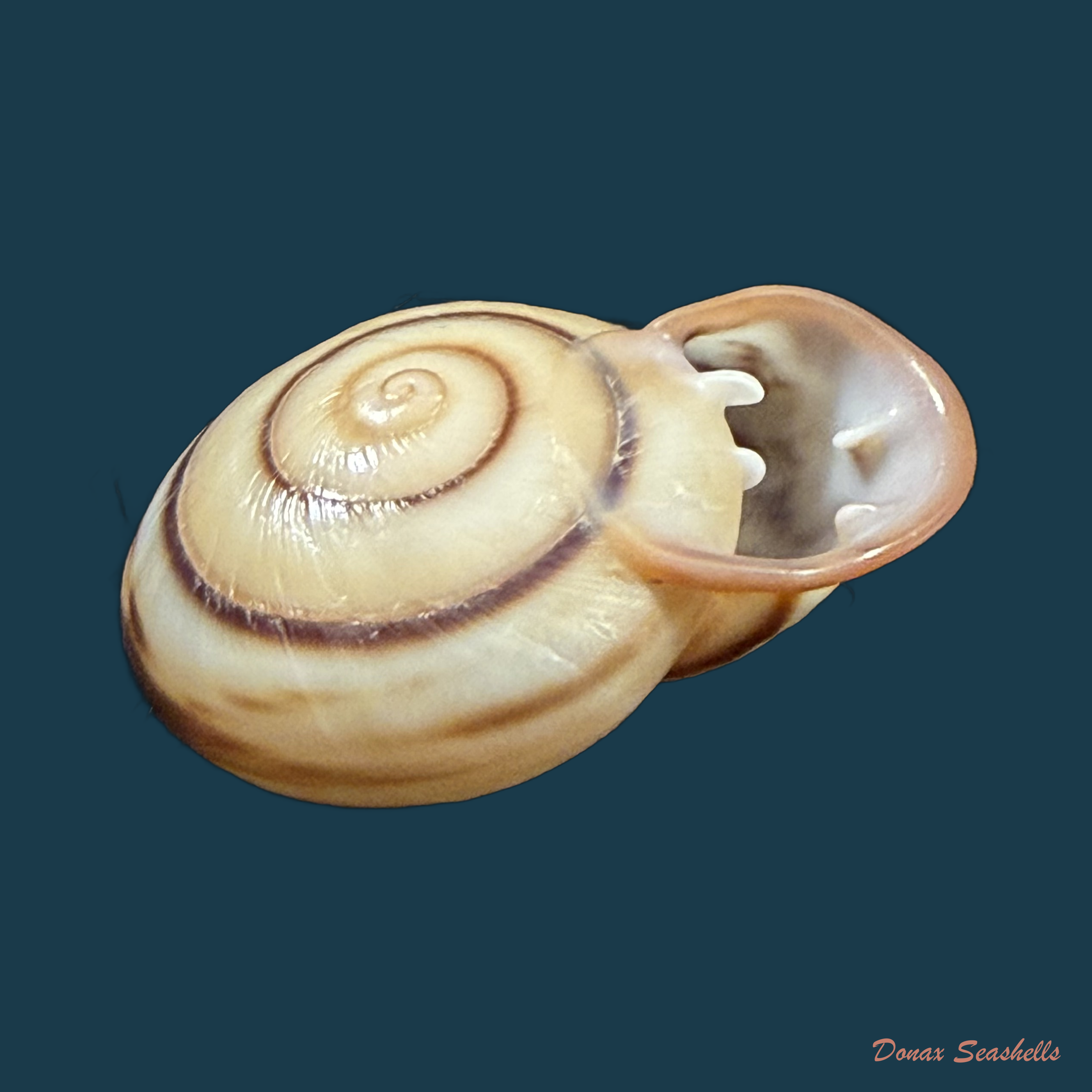 Anostoma depressum (Lamarck, 1822) - 34mm