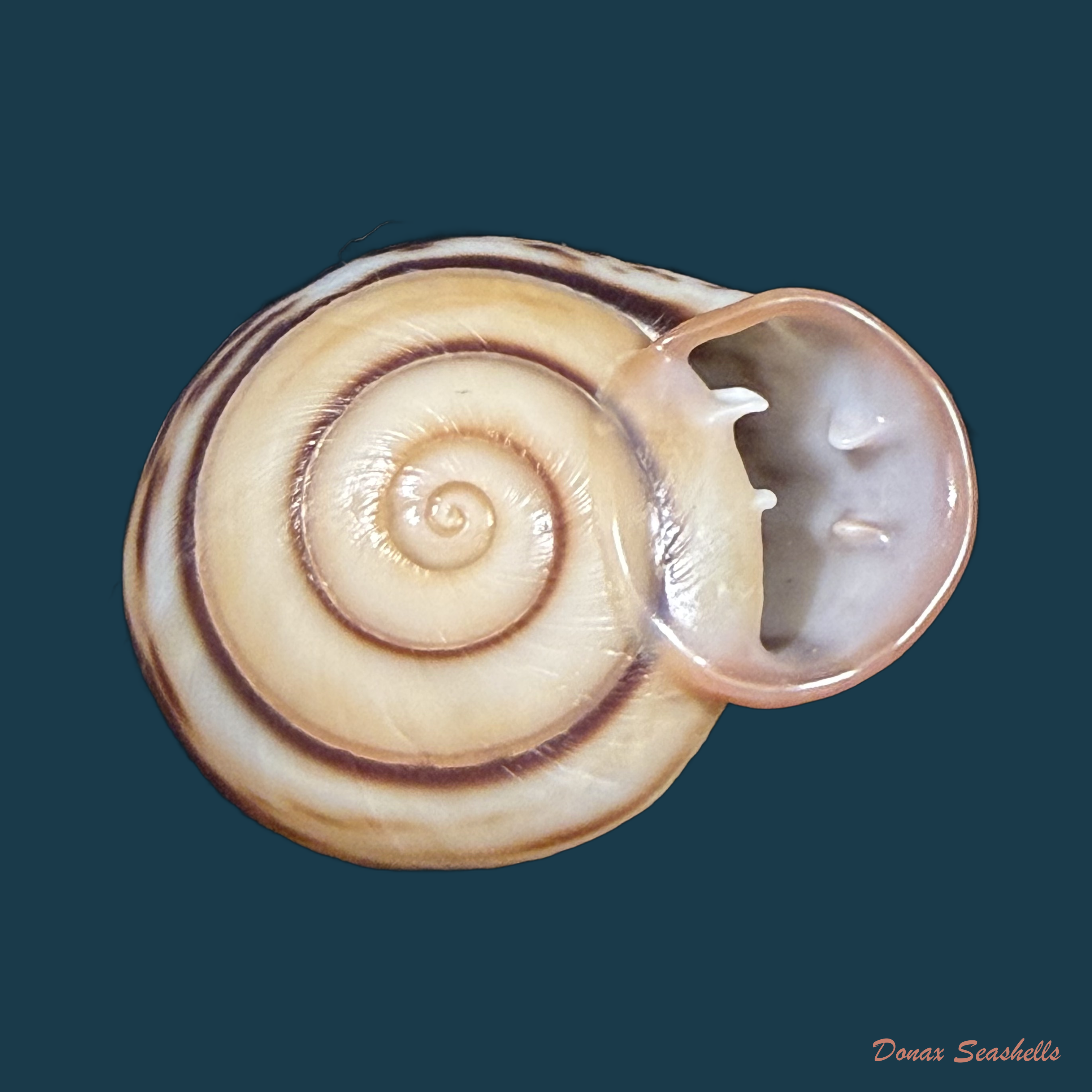 Anostoma depressum (Lamarck, 1822) - 34mm