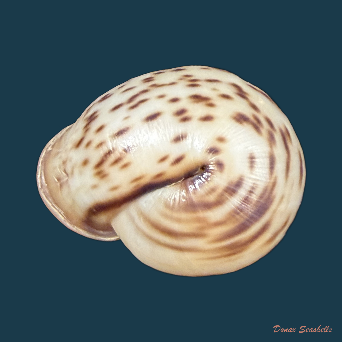 Anostoma depressum (Lamarck, 1822) - 34mm
