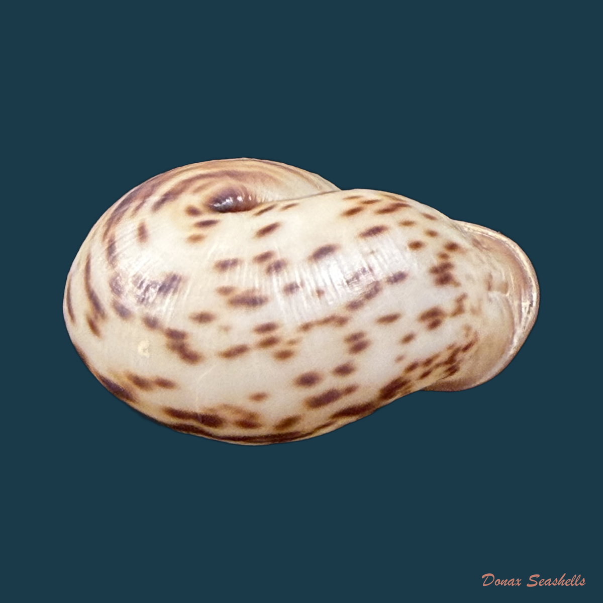 Anostoma depressum (Lamarck, 1822) - 34mm
