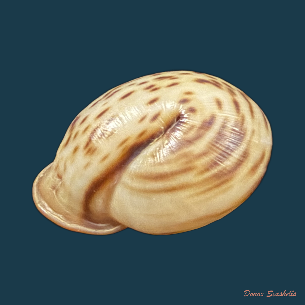 Anostoma depressum (Lamarck, 1822) - 34mm